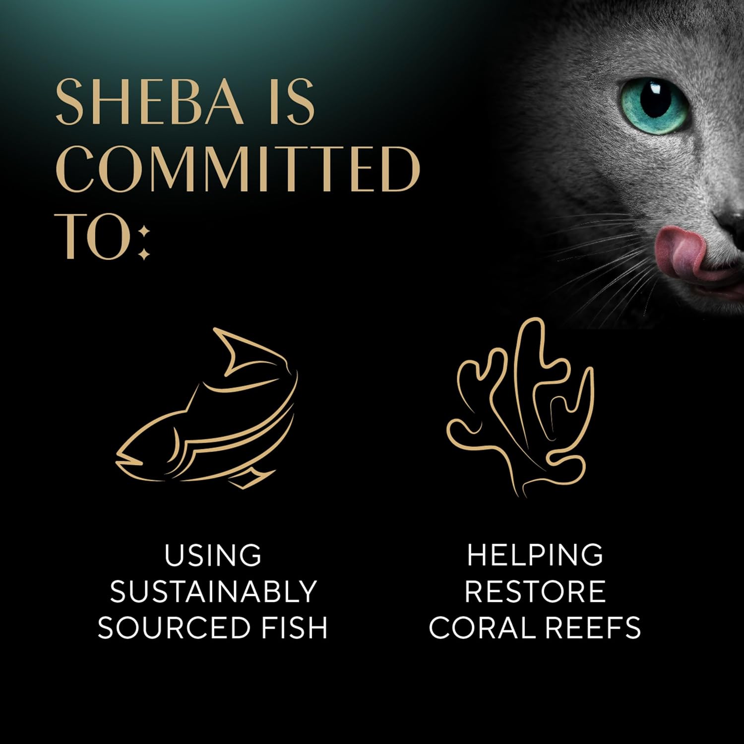 Sheba Perfect Portions Wet Cat Food Cuts in Gravy Variety Pack, Sustainable Salmon, Sustainable Tuna, and Delicate White Fish & Tuna Entree, 2.6 oz., Twin-Pack Trays, (24 Count, 48 Servings)