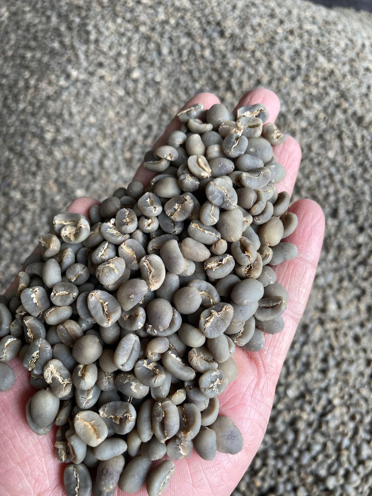 Arabica Semi Wash, Gayo