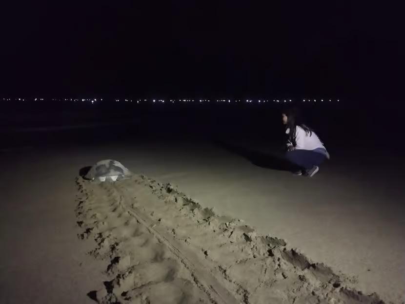 Banyuwangi: Sukamade Beach Turtle Conservation 2-Day Tour