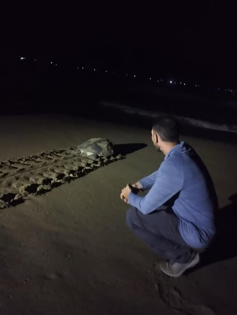 Banyuwangi: Sukamade Beach Turtle Conservation 2-Day Tour