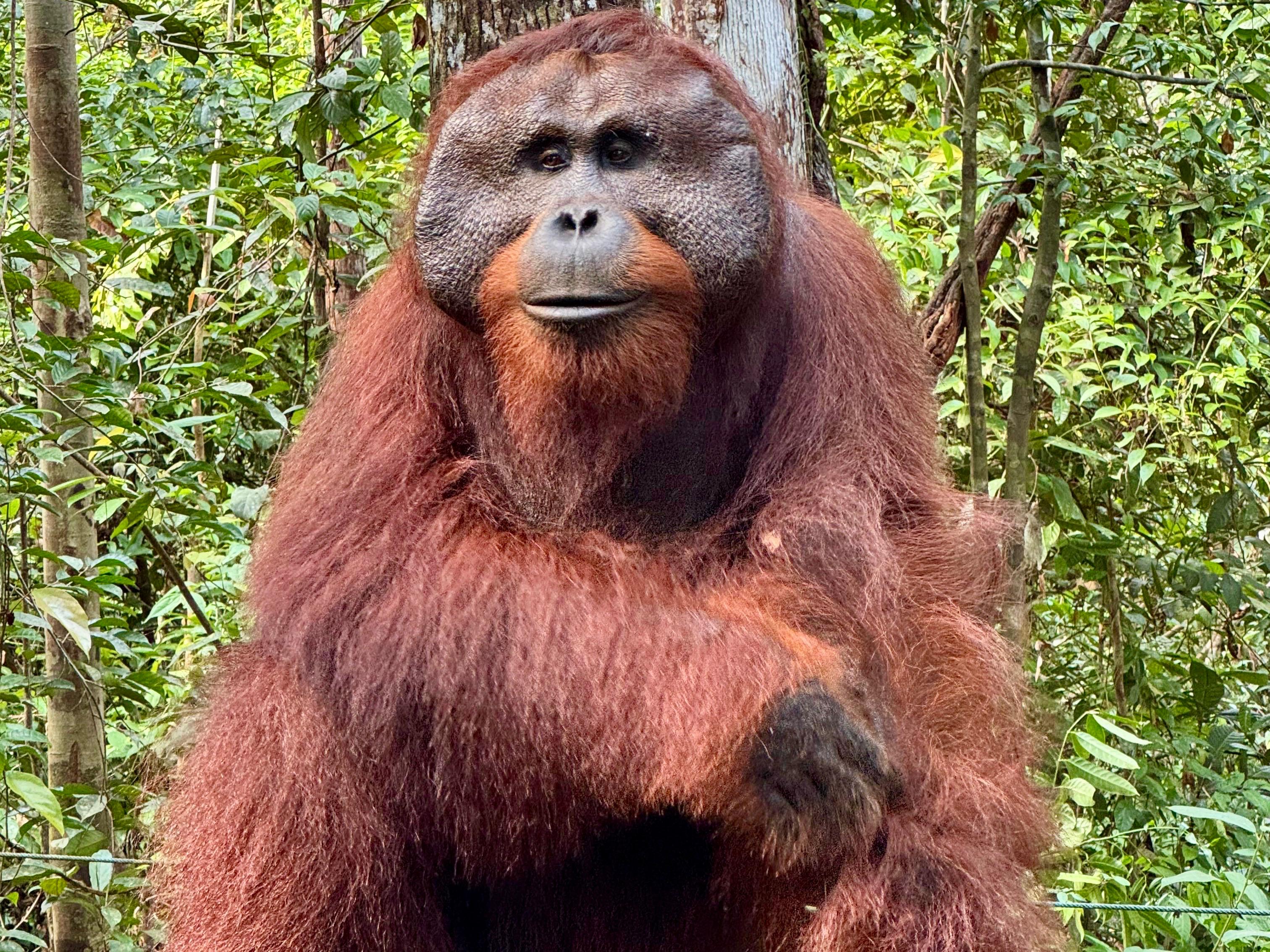 3 Days Borneo Tanjung Puting Orangutan River Cruise
