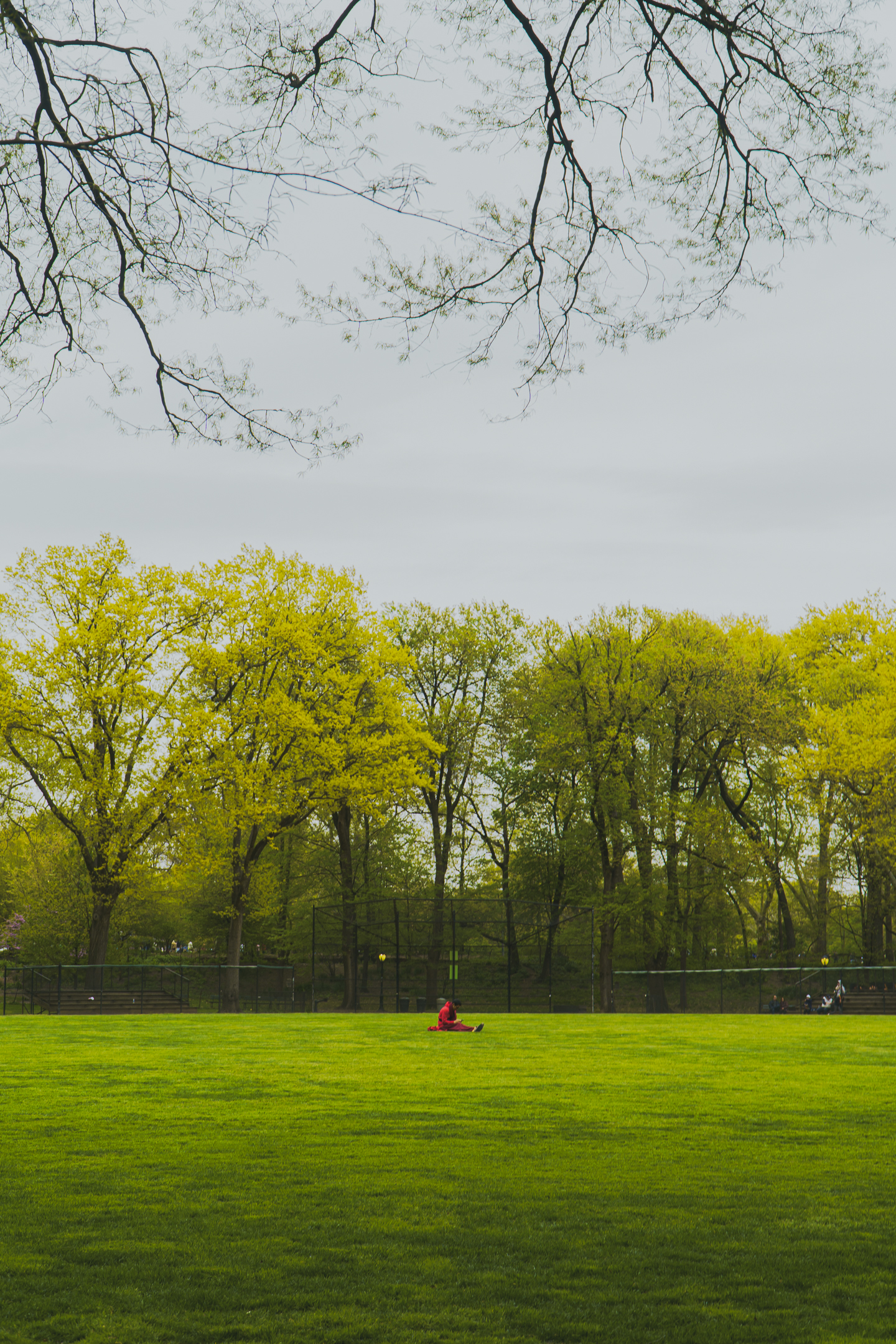 CENTRAL RED IN CENTRAL PARK