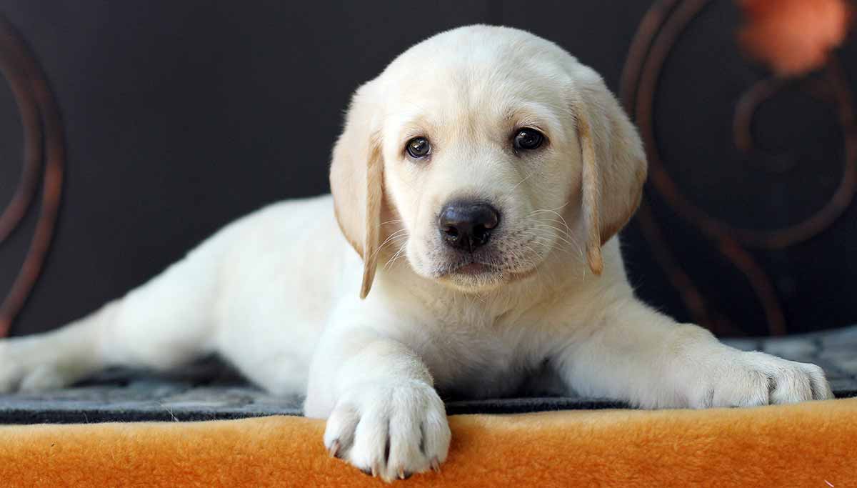 Horatio Hotbottom and the Puppies