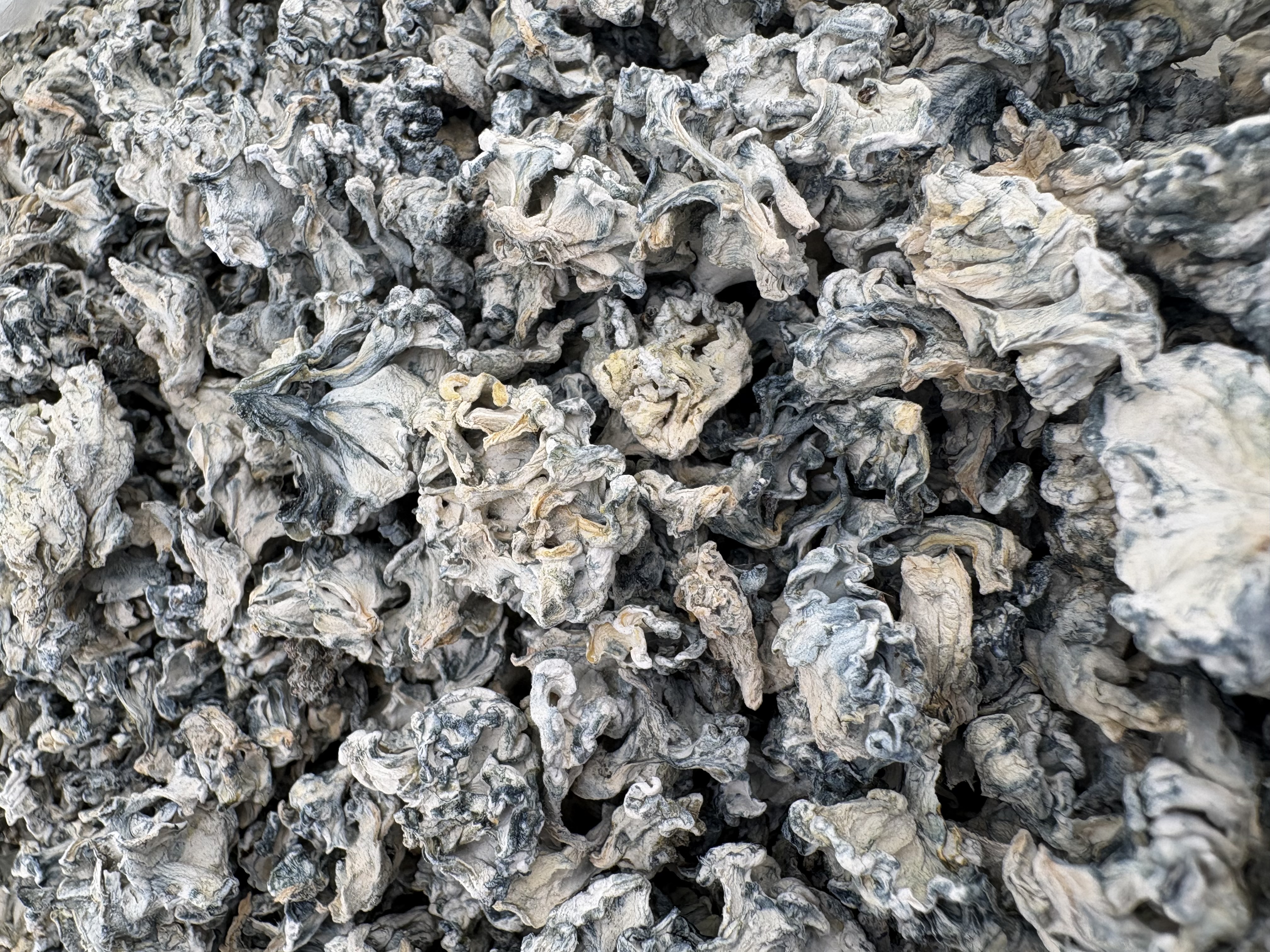 Enigma Truffles - Strong Exotic Mushroom