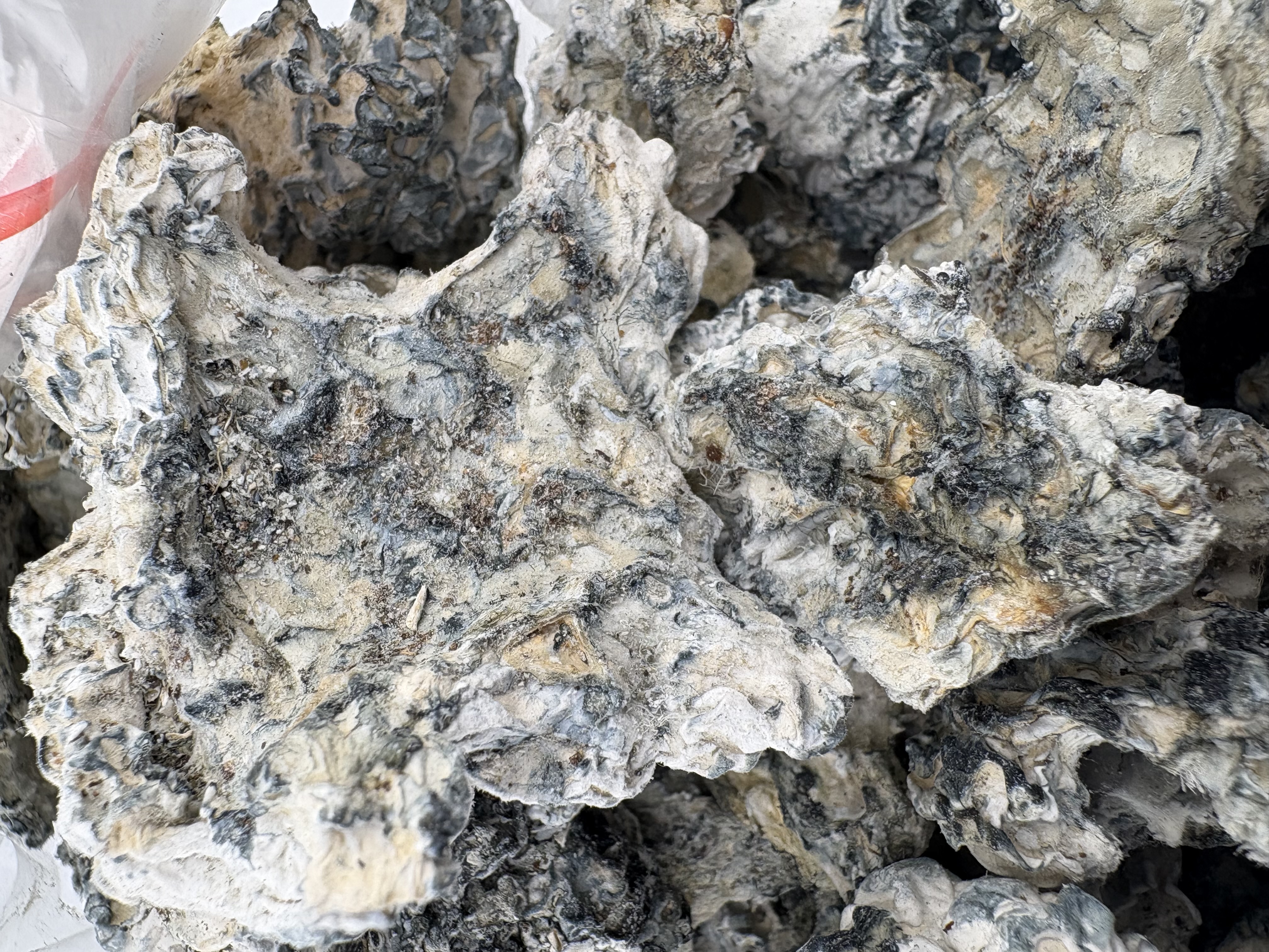 Enigma Truffles - Strong Exotic Mushroom