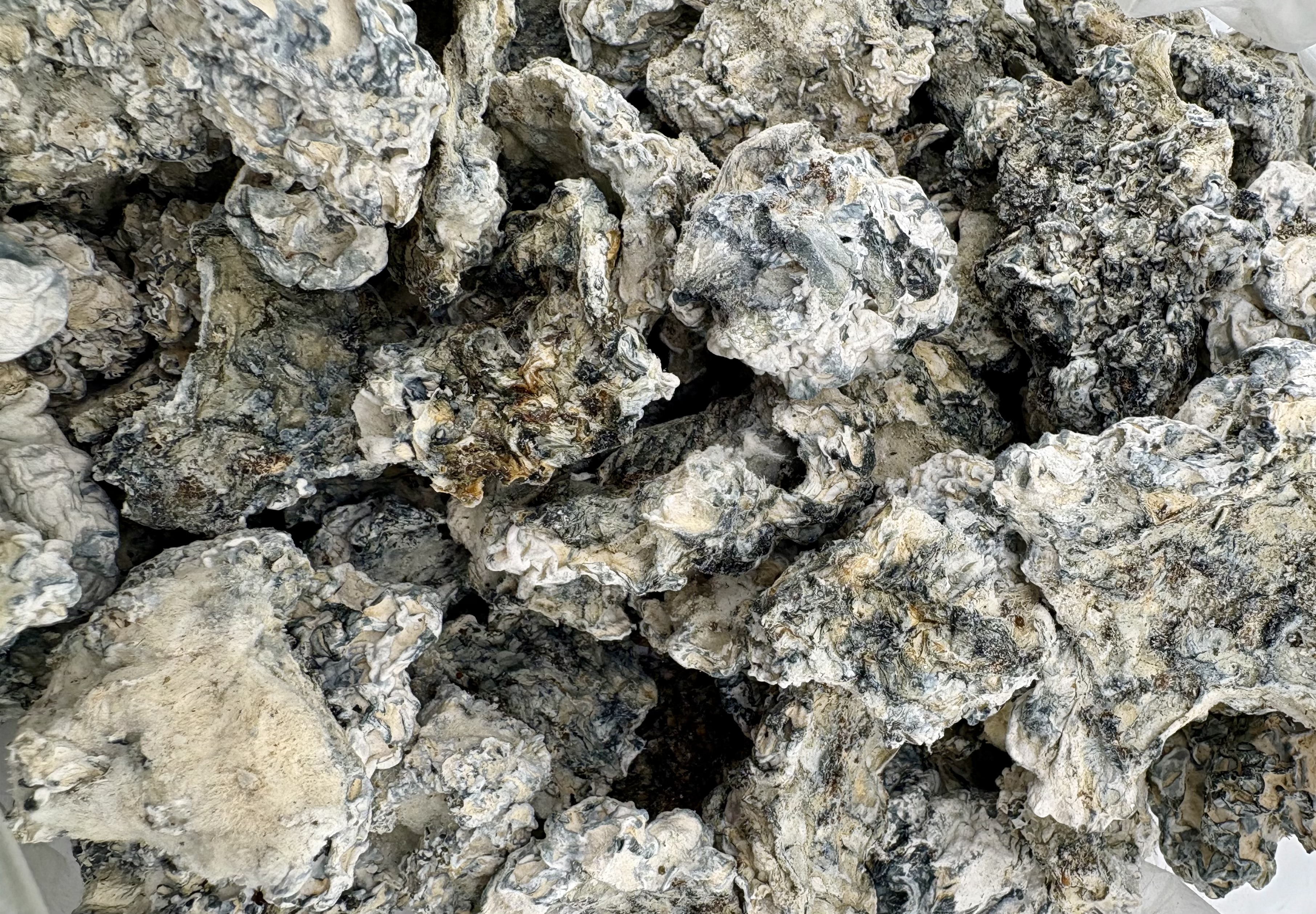 Enigma Truffles - Strong Exotic Mushroom