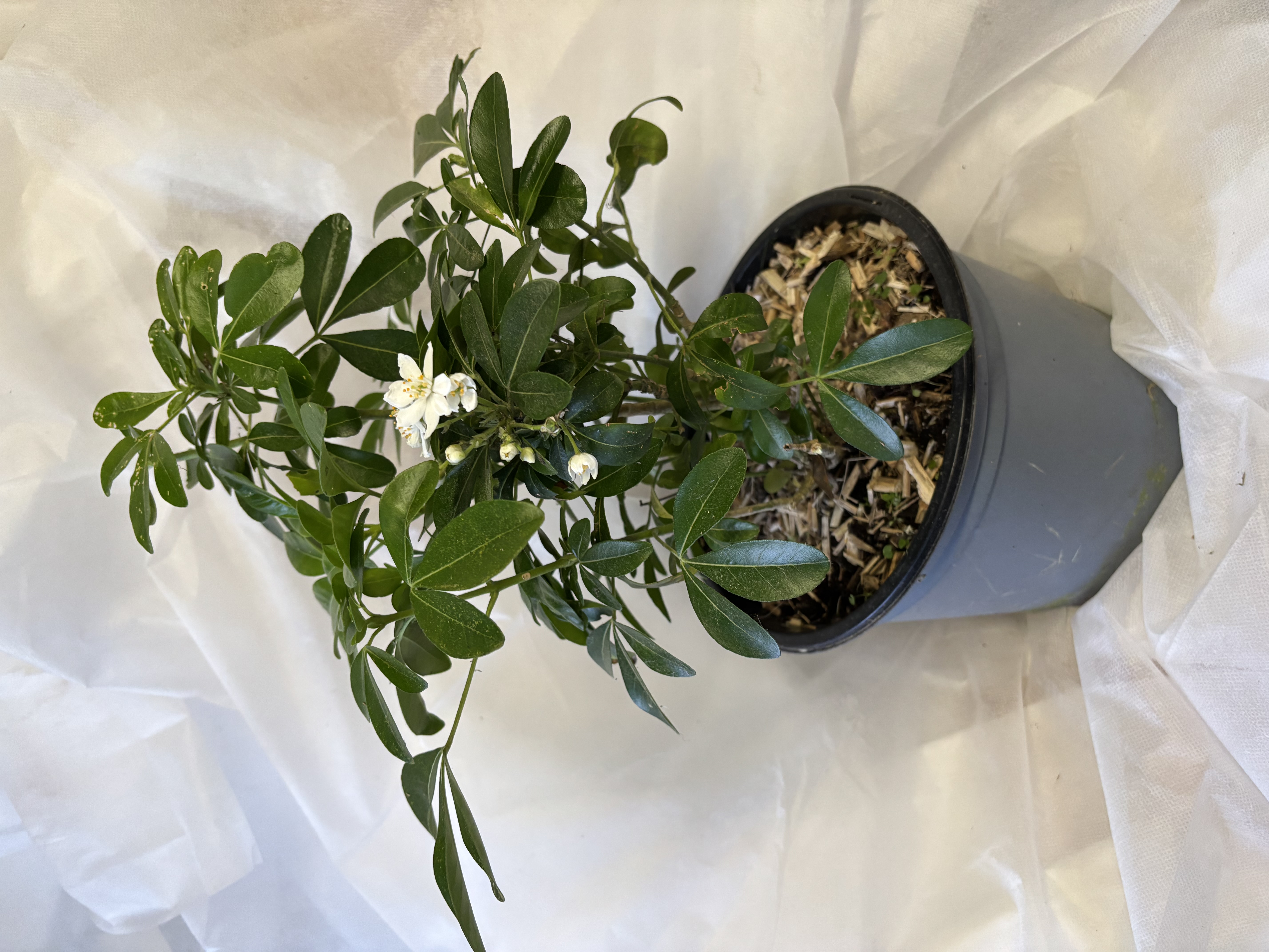 Oranger du Mexique en pot de 4 L
