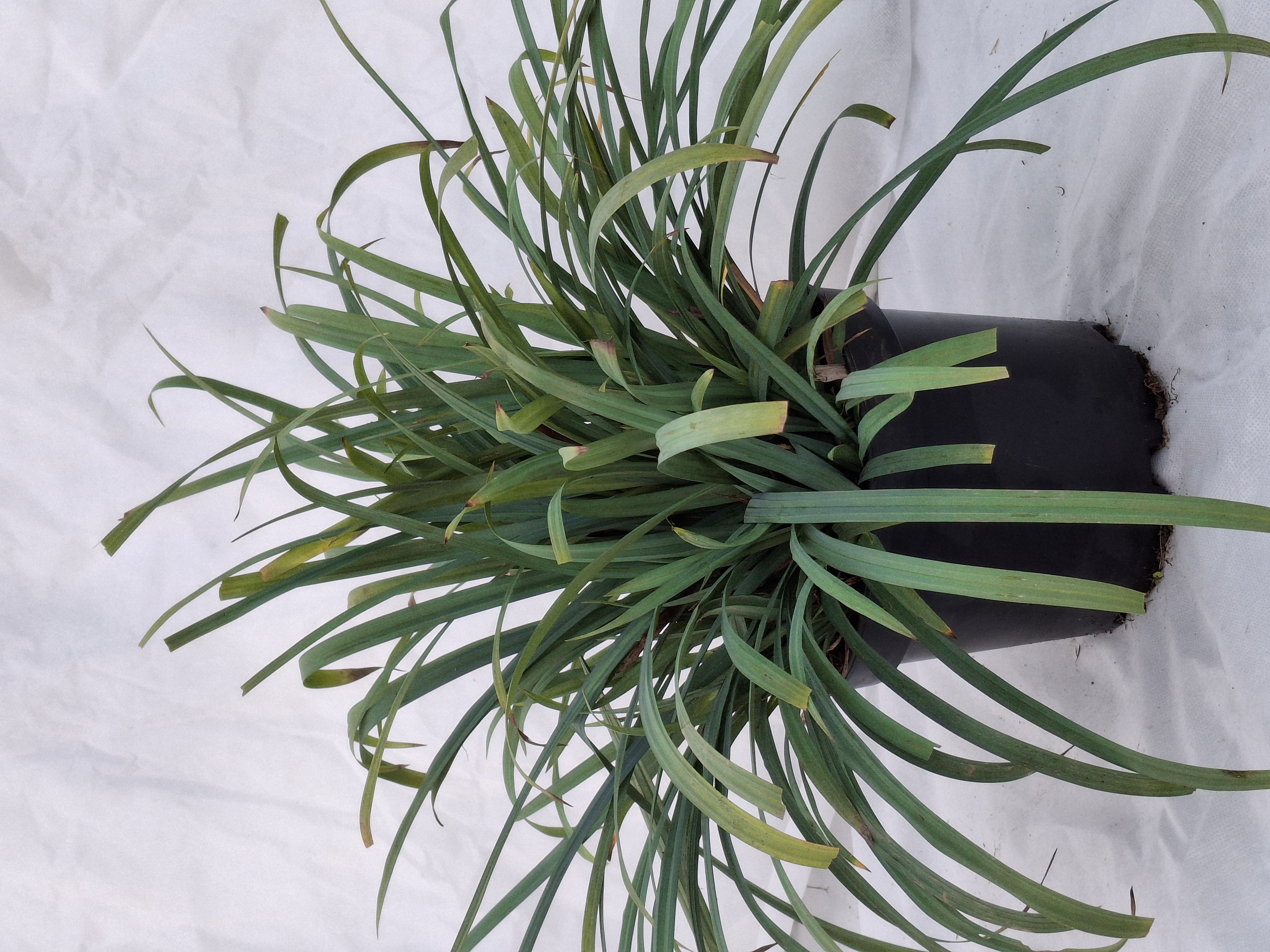 Carex laxiculmis 'Bunny Blue' en pot de 3litres