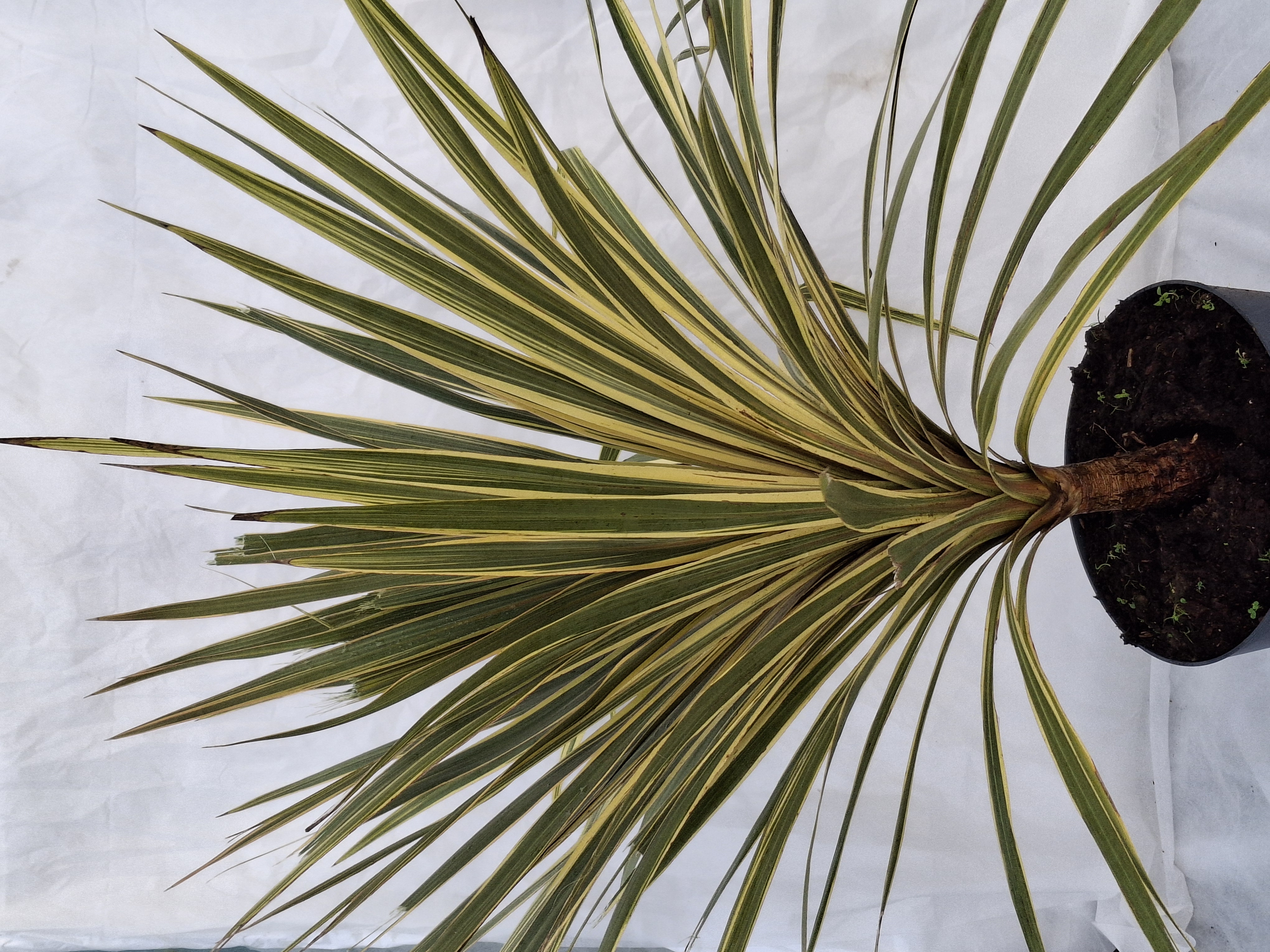 Cordyline australis 'Torbay Dazzler' en pot de 3 litres