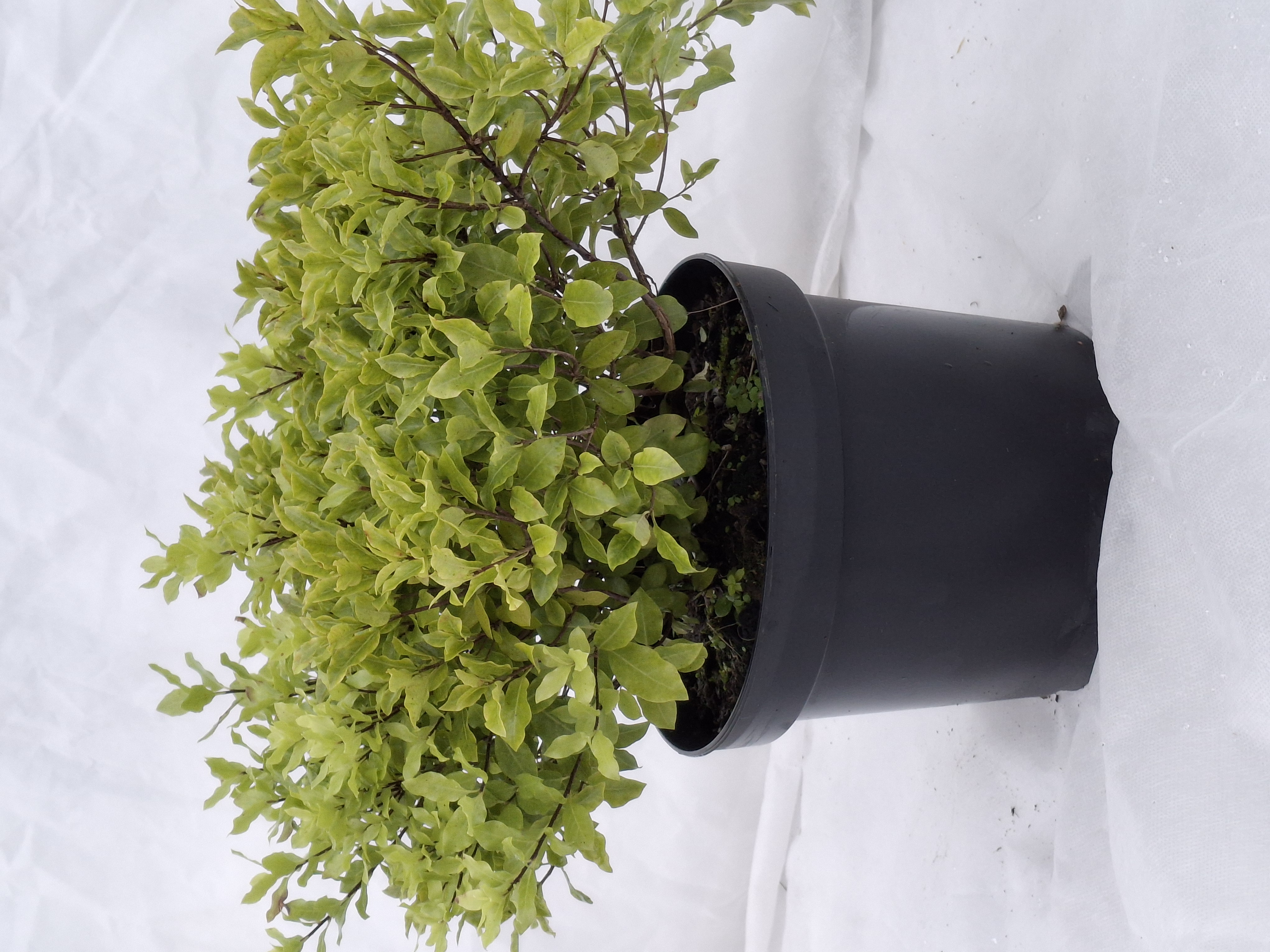 Pittosporum tenuifolium 'Midget' en pot de 7,5 litres