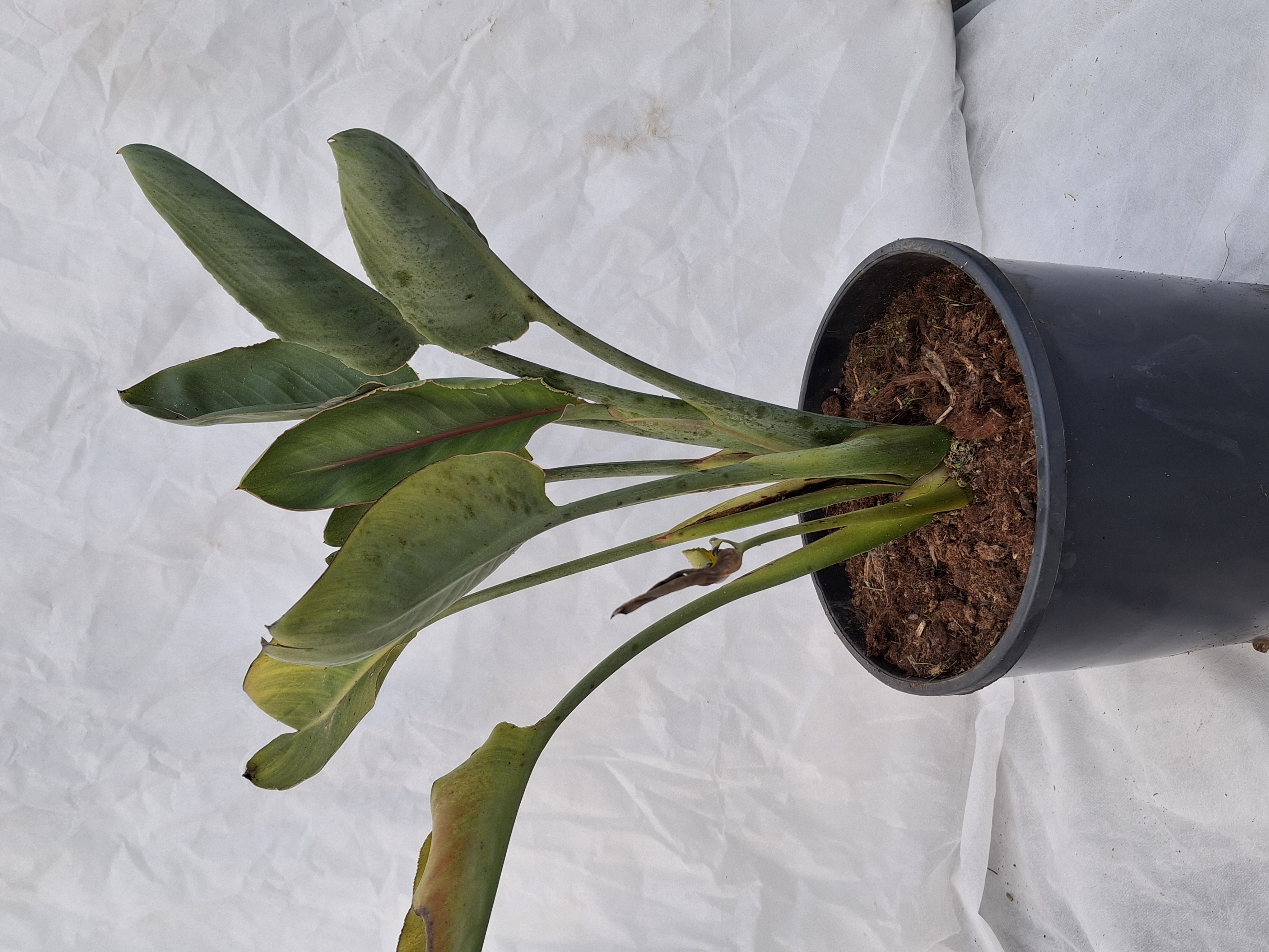 Strelitzia reginae en pot de 7,5 litres