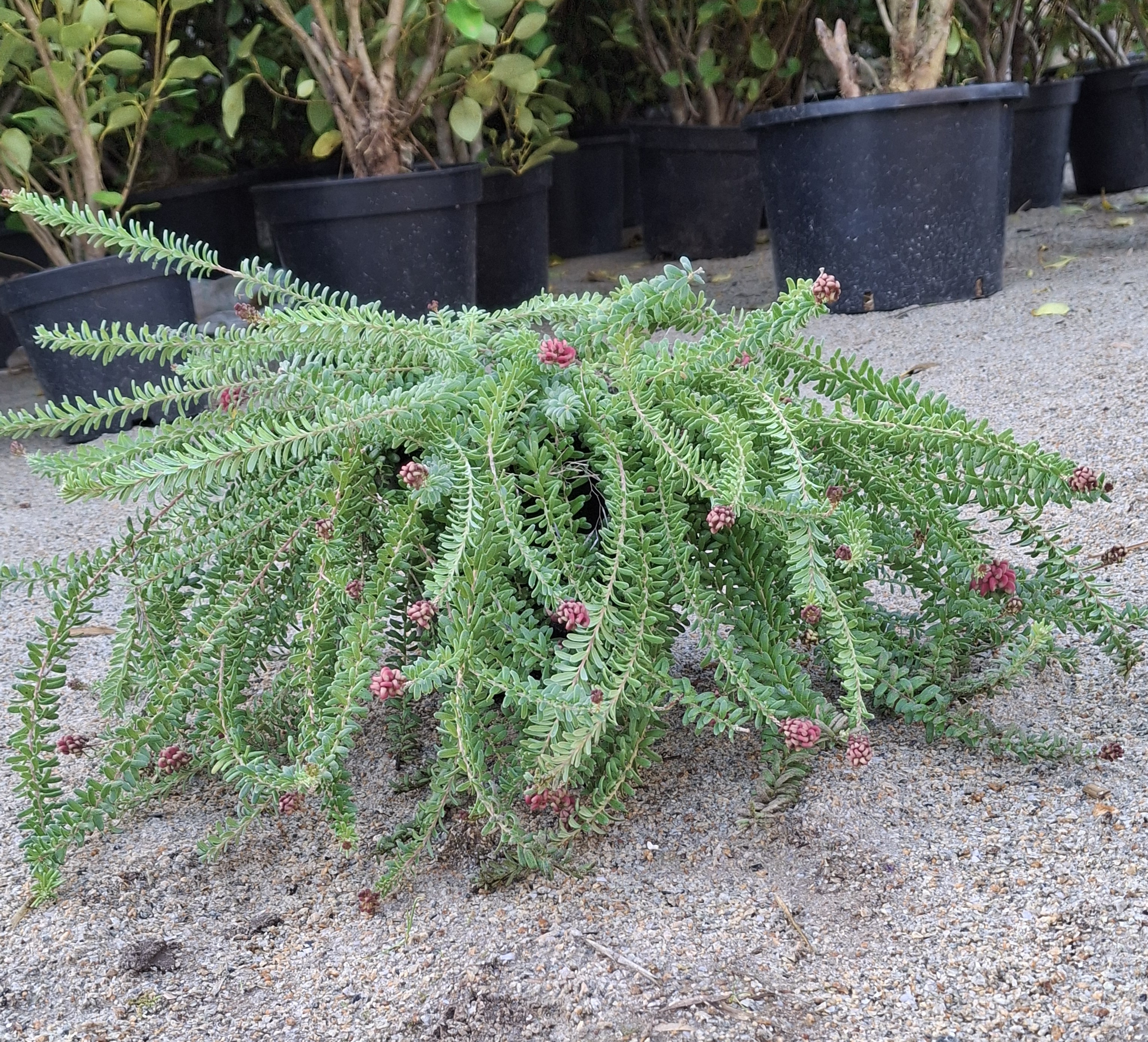 Grevillea lanigera 'Mount Tamboritha' en pot de 3 litres