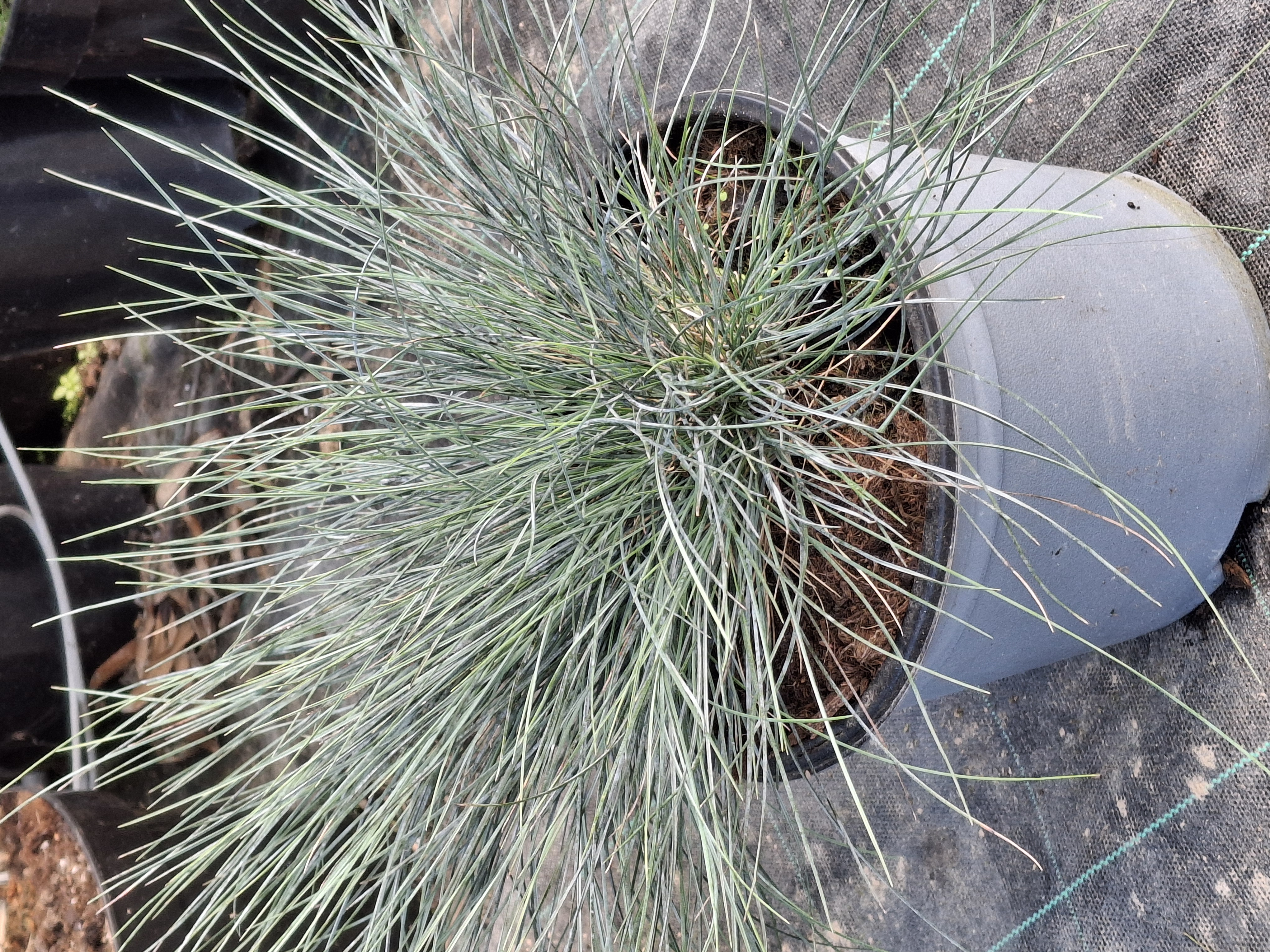 Festuca glauca