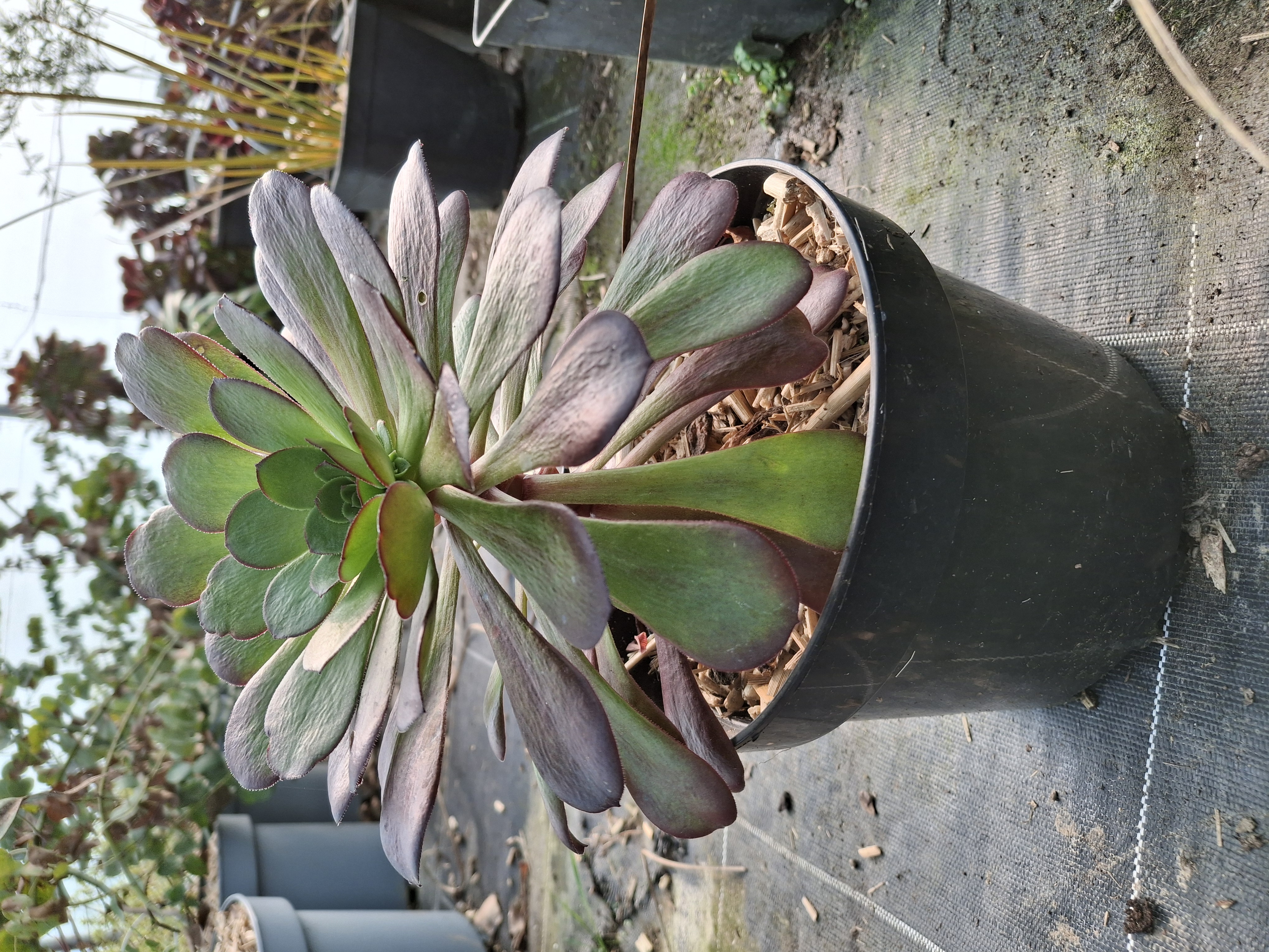Aeonium atropurpureum en pot de 5 litres