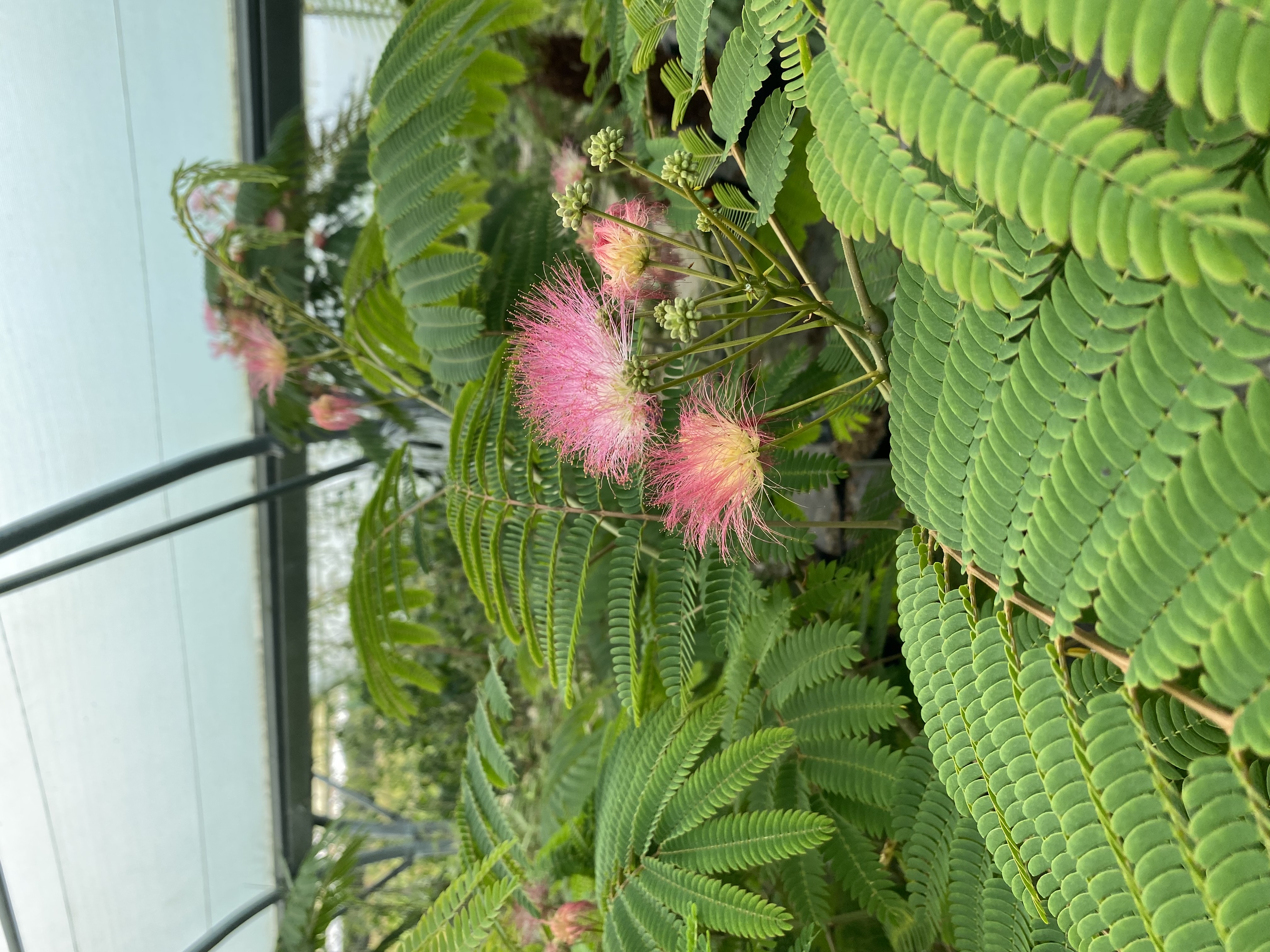 Albizia julibrissin 'Rosea'