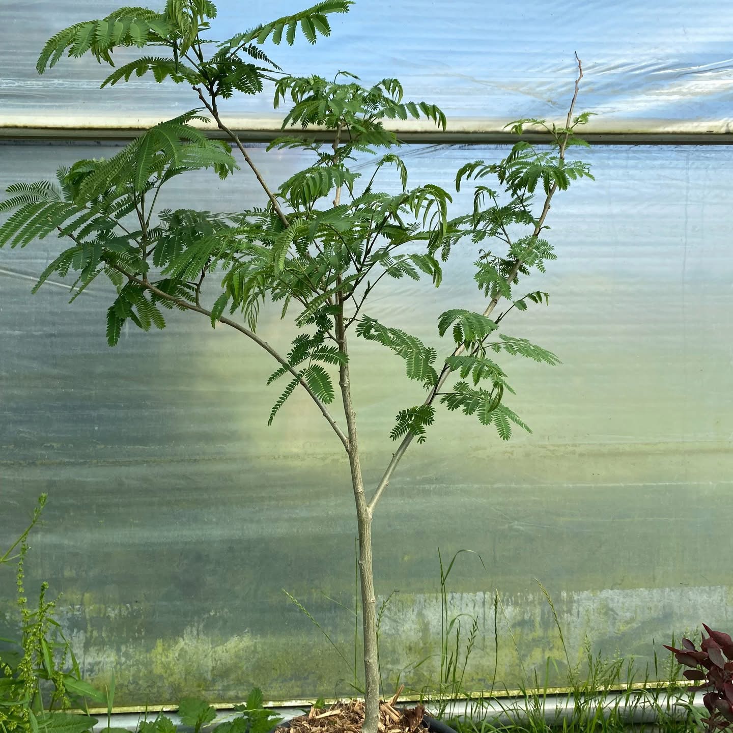 Albizia julibrissin 'Rosea' 