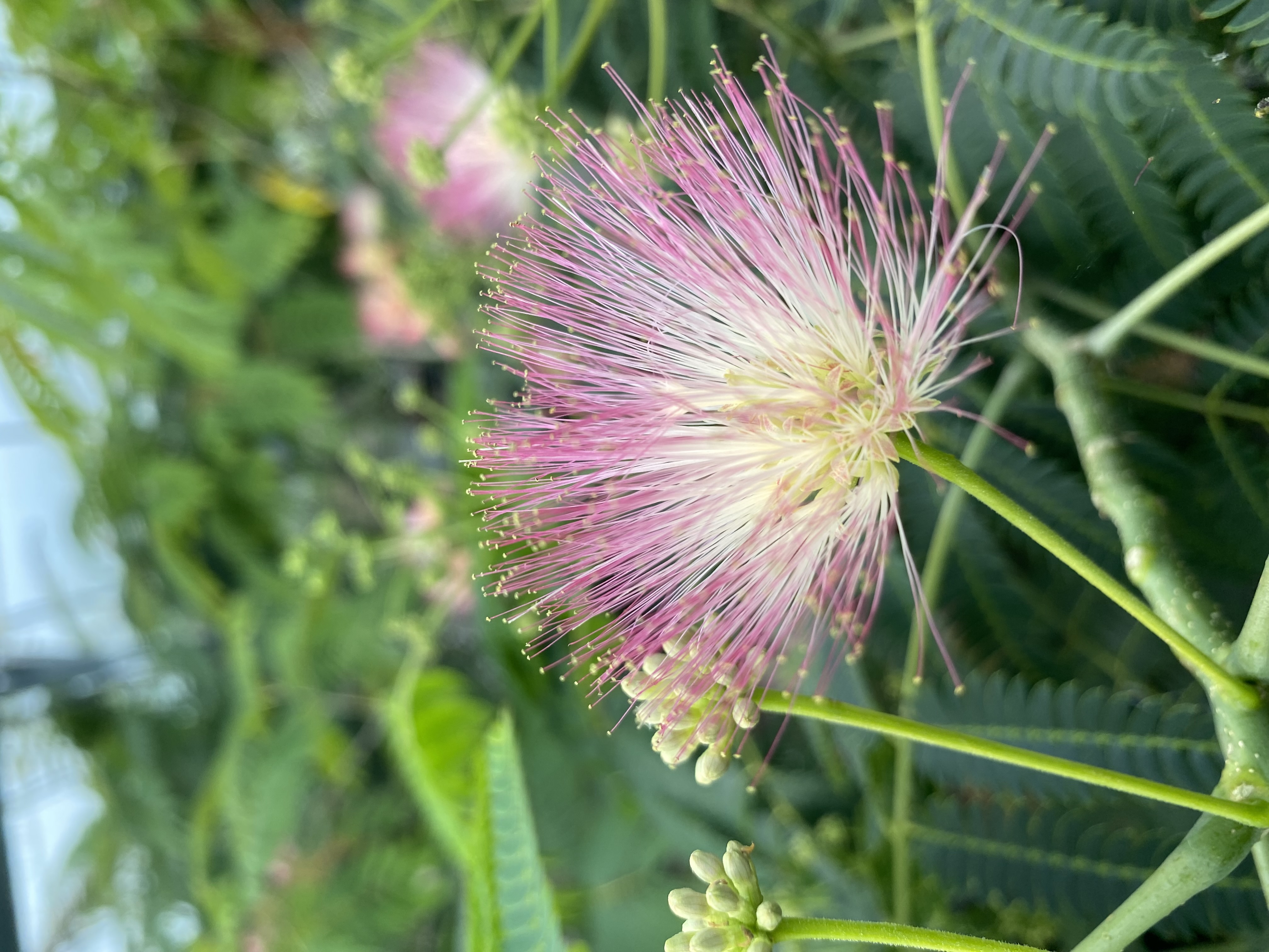 Albizia julibrissin 'Rosea' 