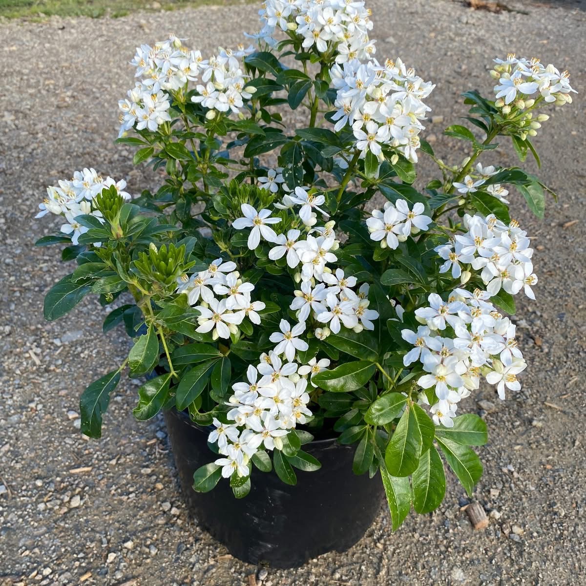 Oranger du Mexique en pot de 25 L