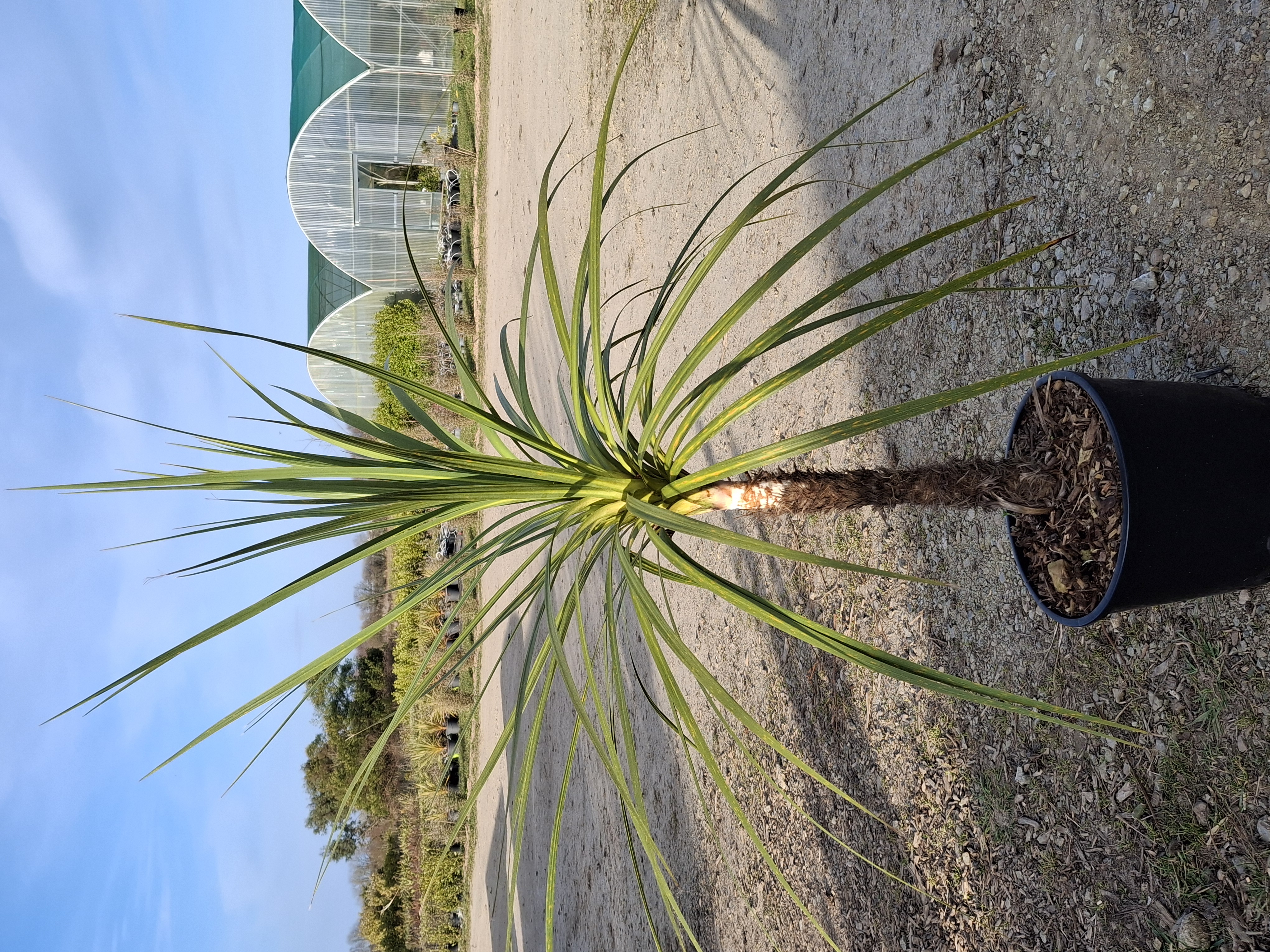 Cordyline australis en pot de 25 litres