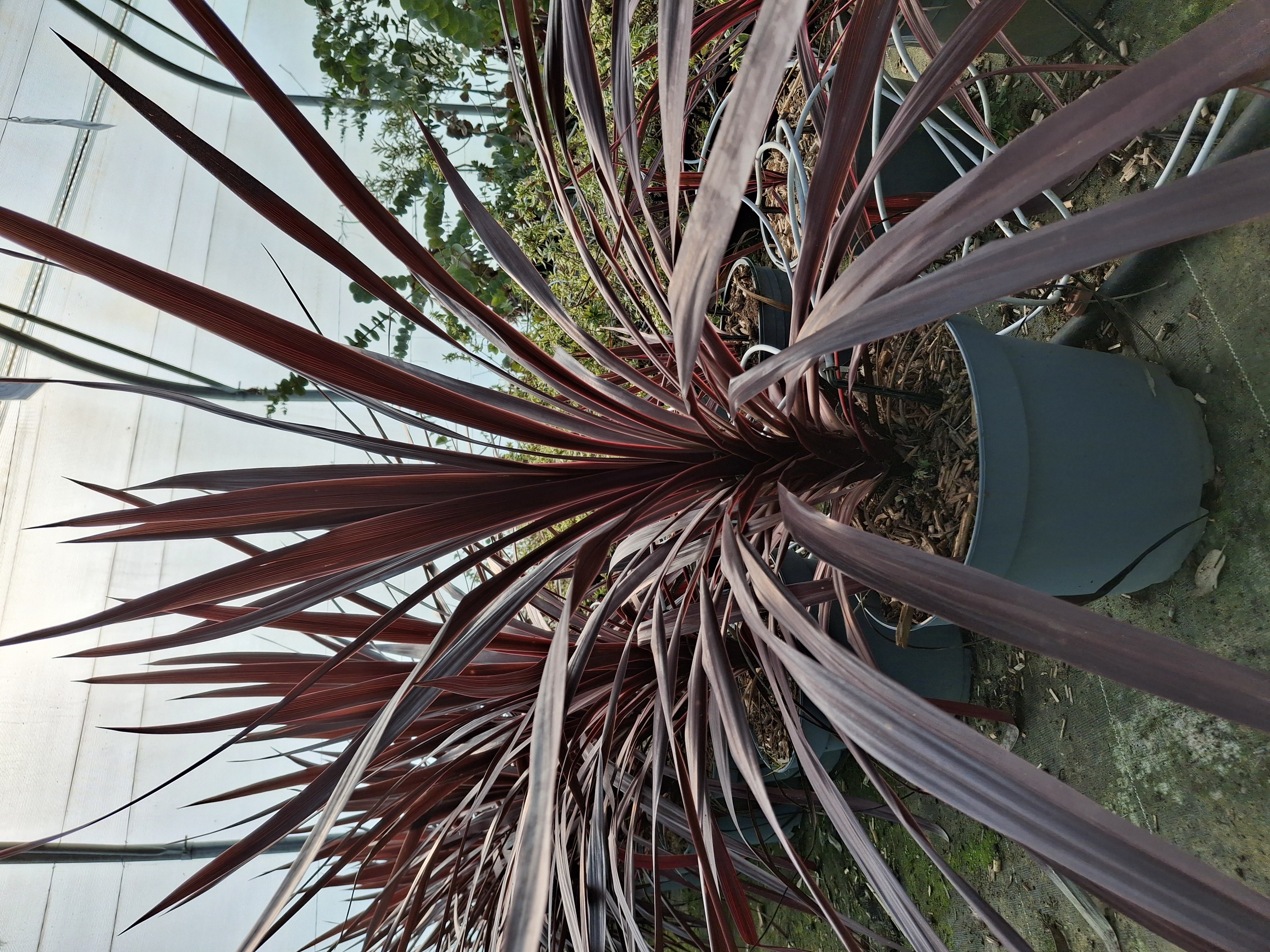 Cordyline australis 'Black Knight' en pot de 7,5 litres