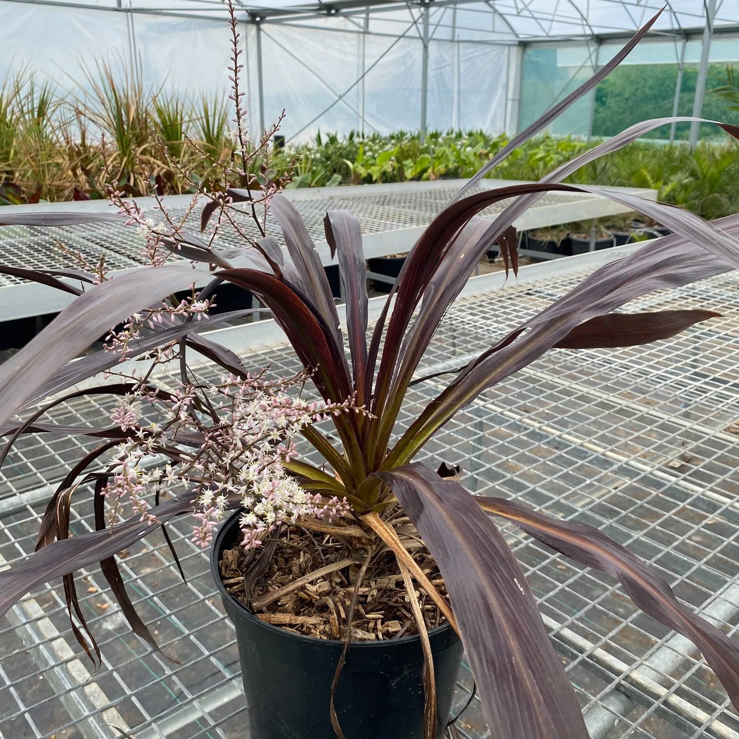 Cordyline banksii Renegade en pot de 7,5 litres