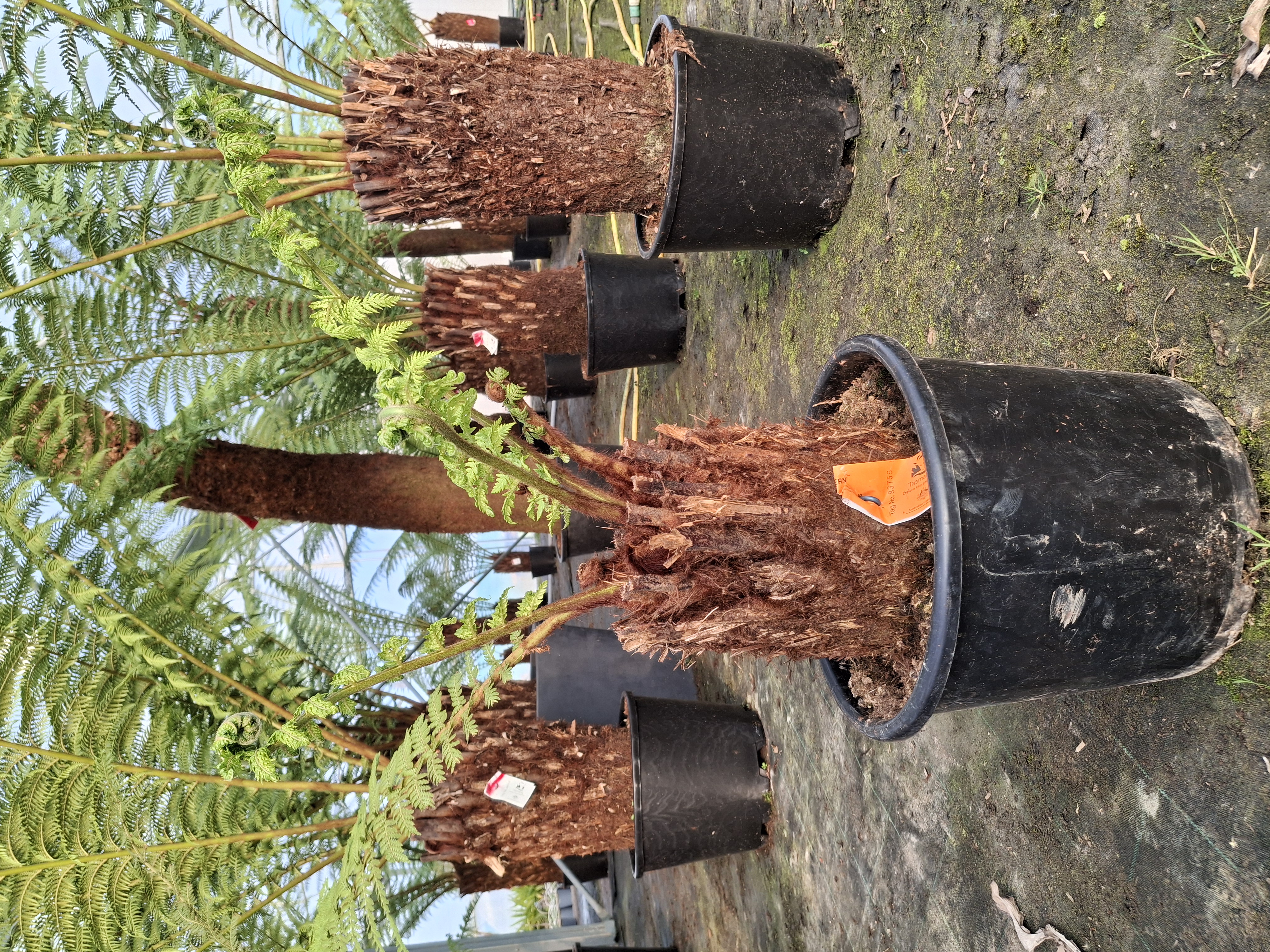 Fougère arborescente Dicksonia antartica