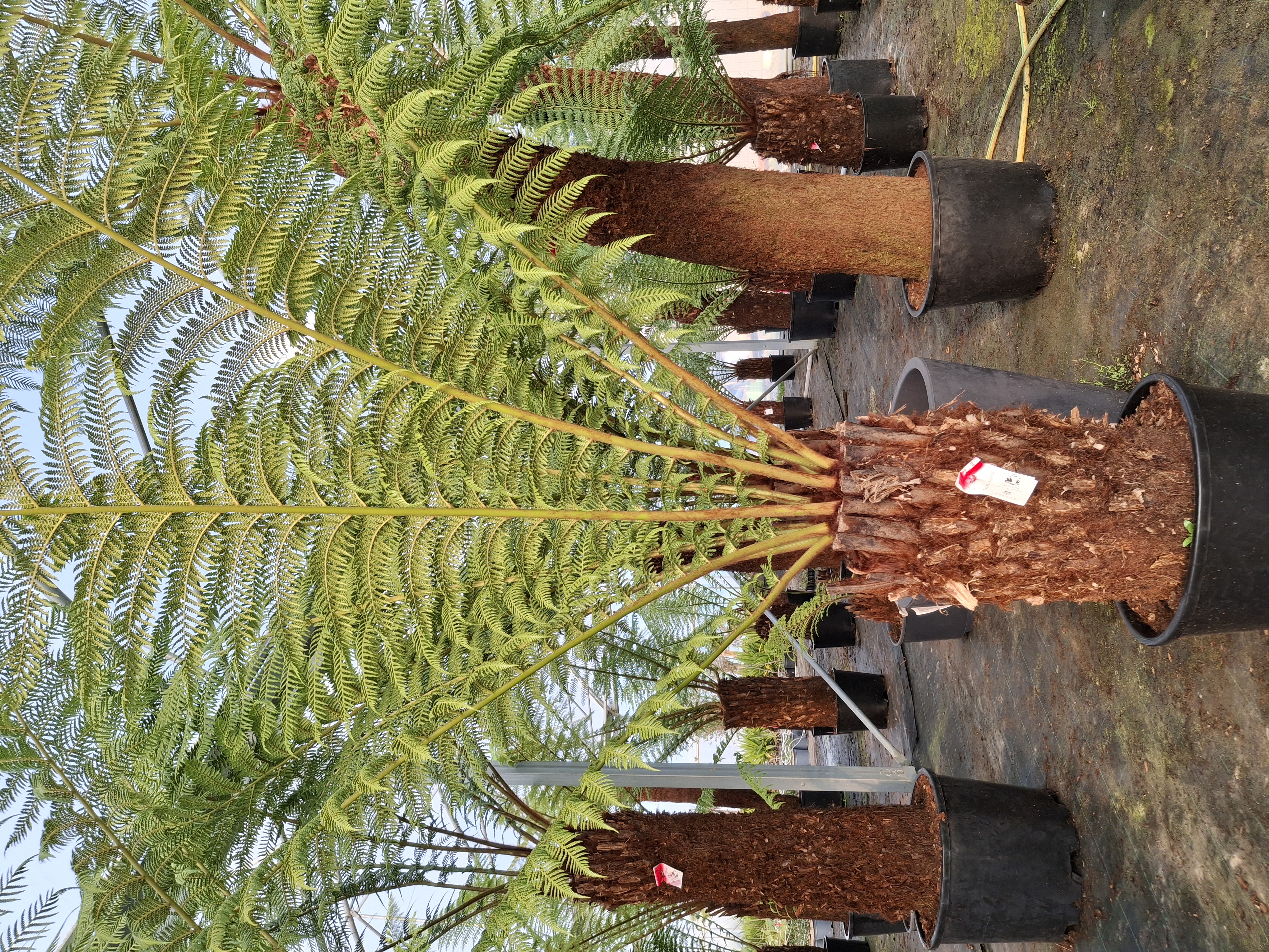 Fougère arborescente Dicksonia antartica
