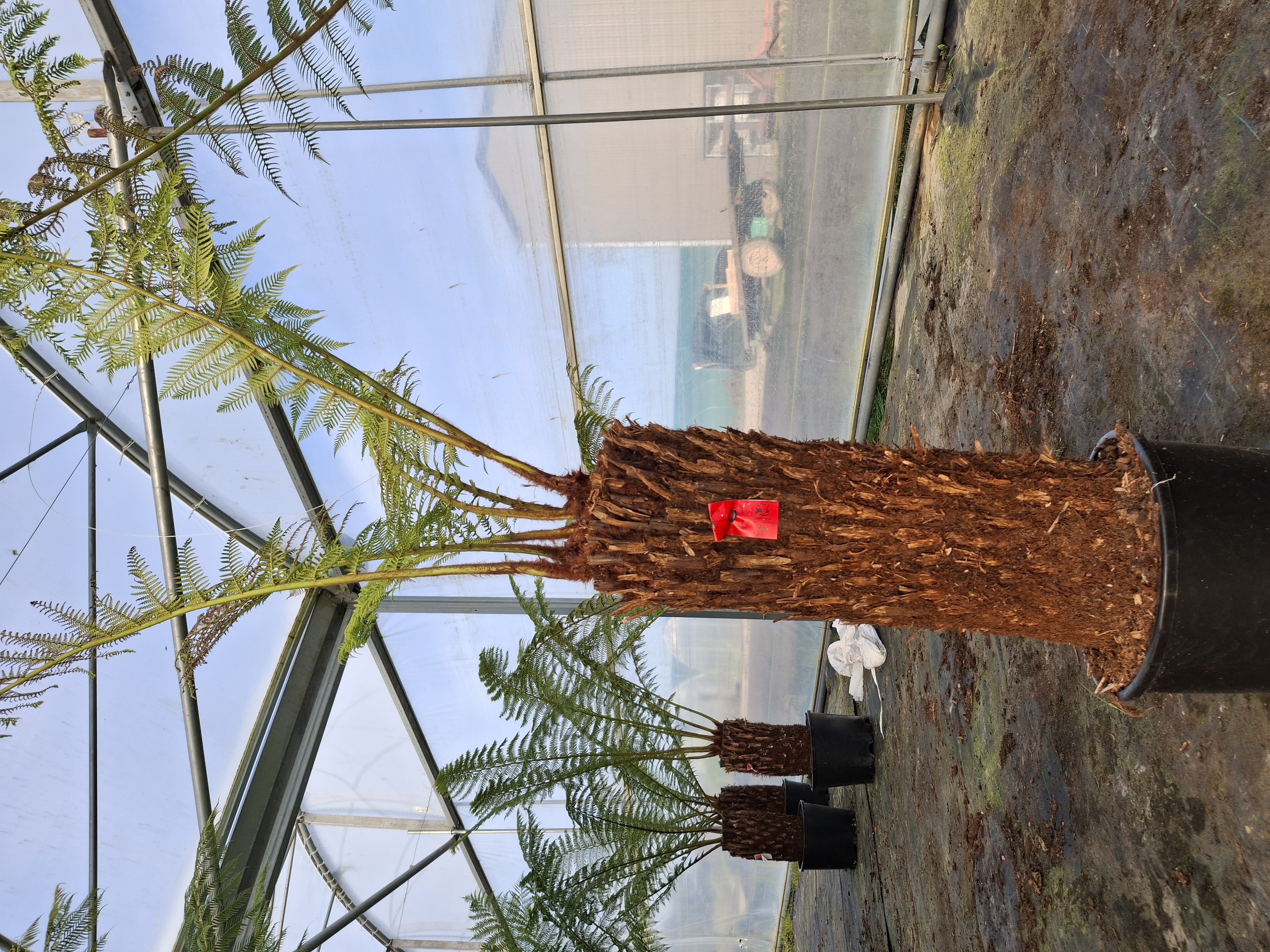 Fougère arborescente Dicksonia antartica
