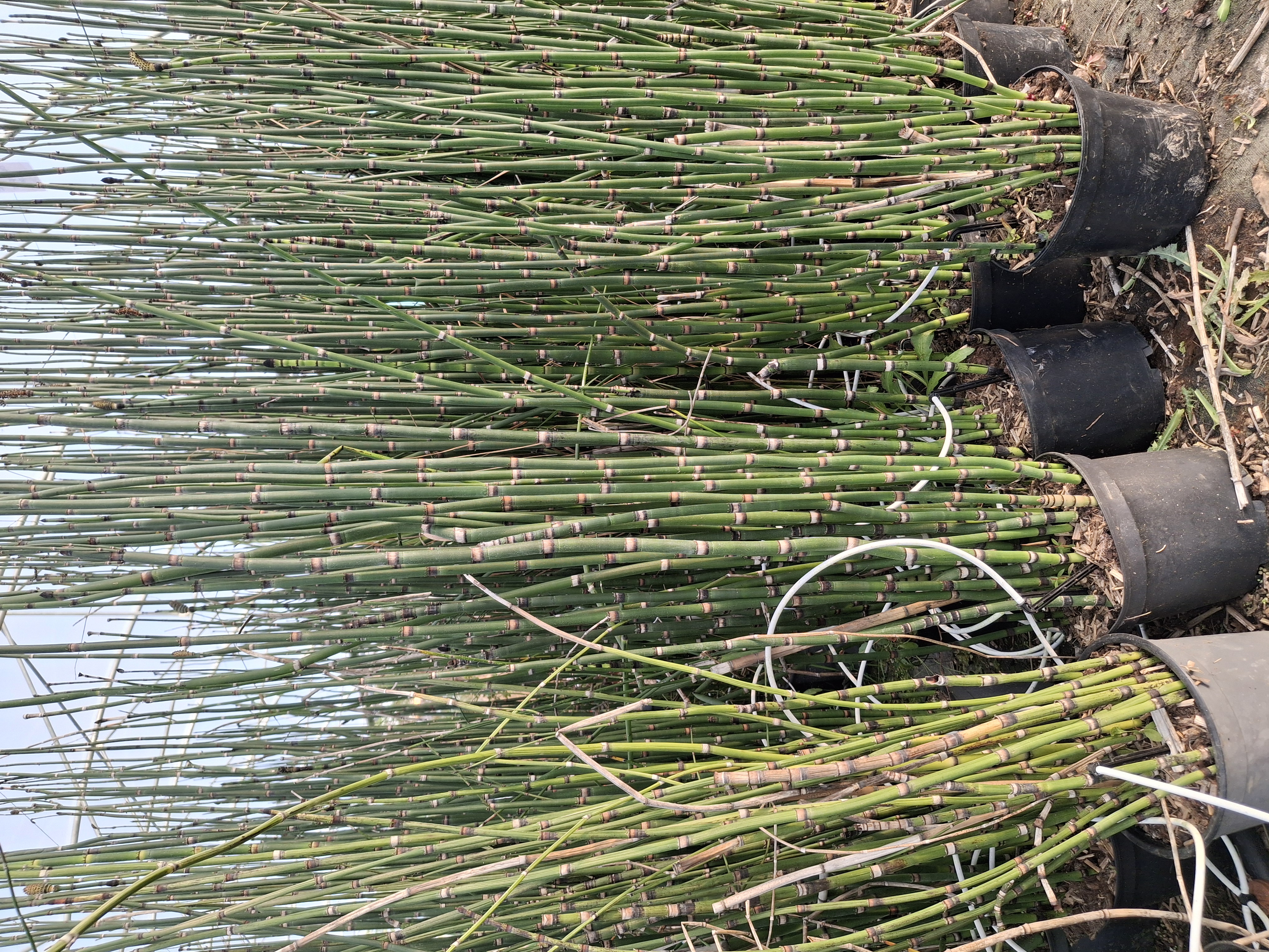 Prêle du Japon en pot de 5 litres