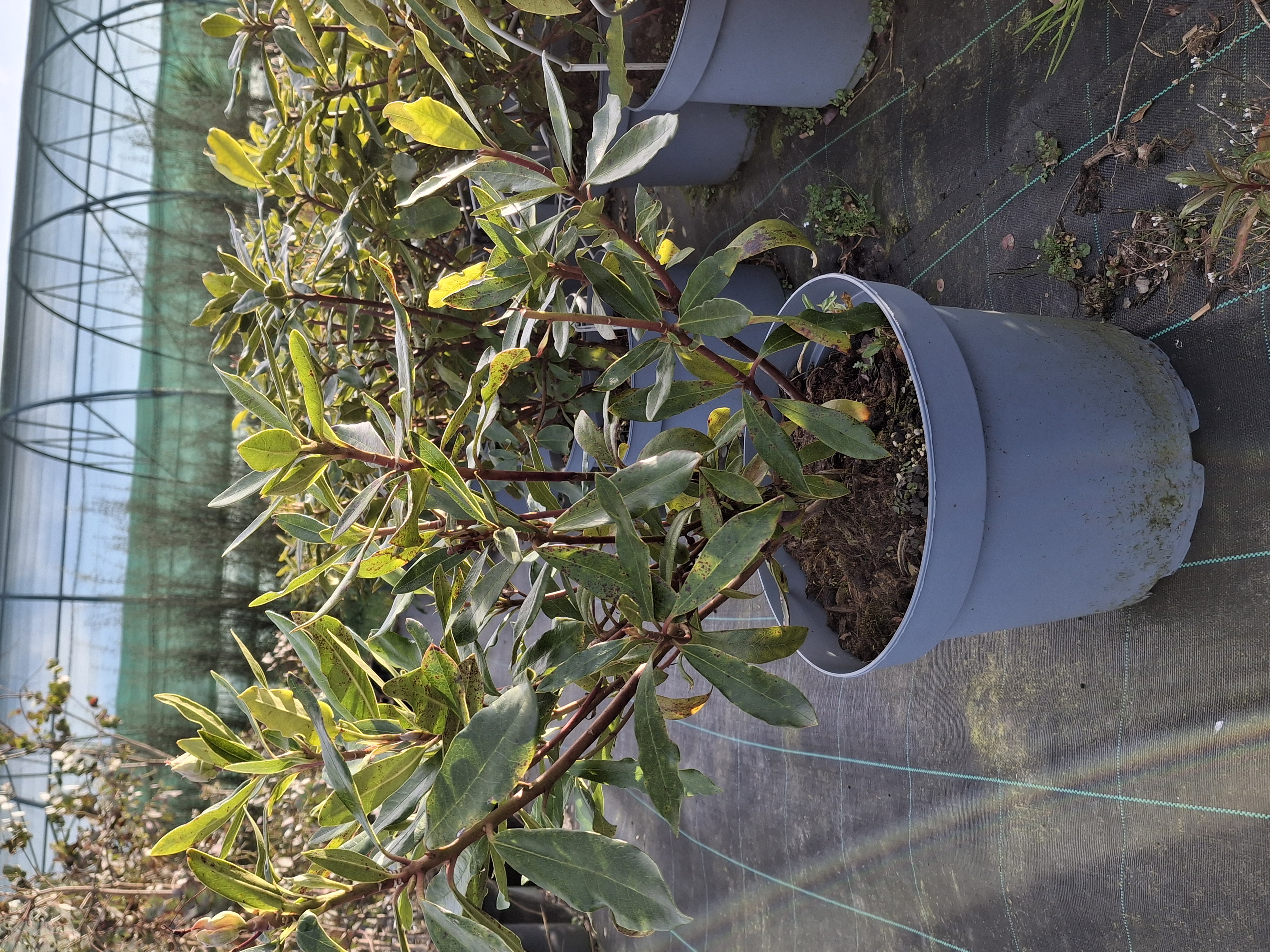 Rhododendron ponticum en pot de 7,5 litres