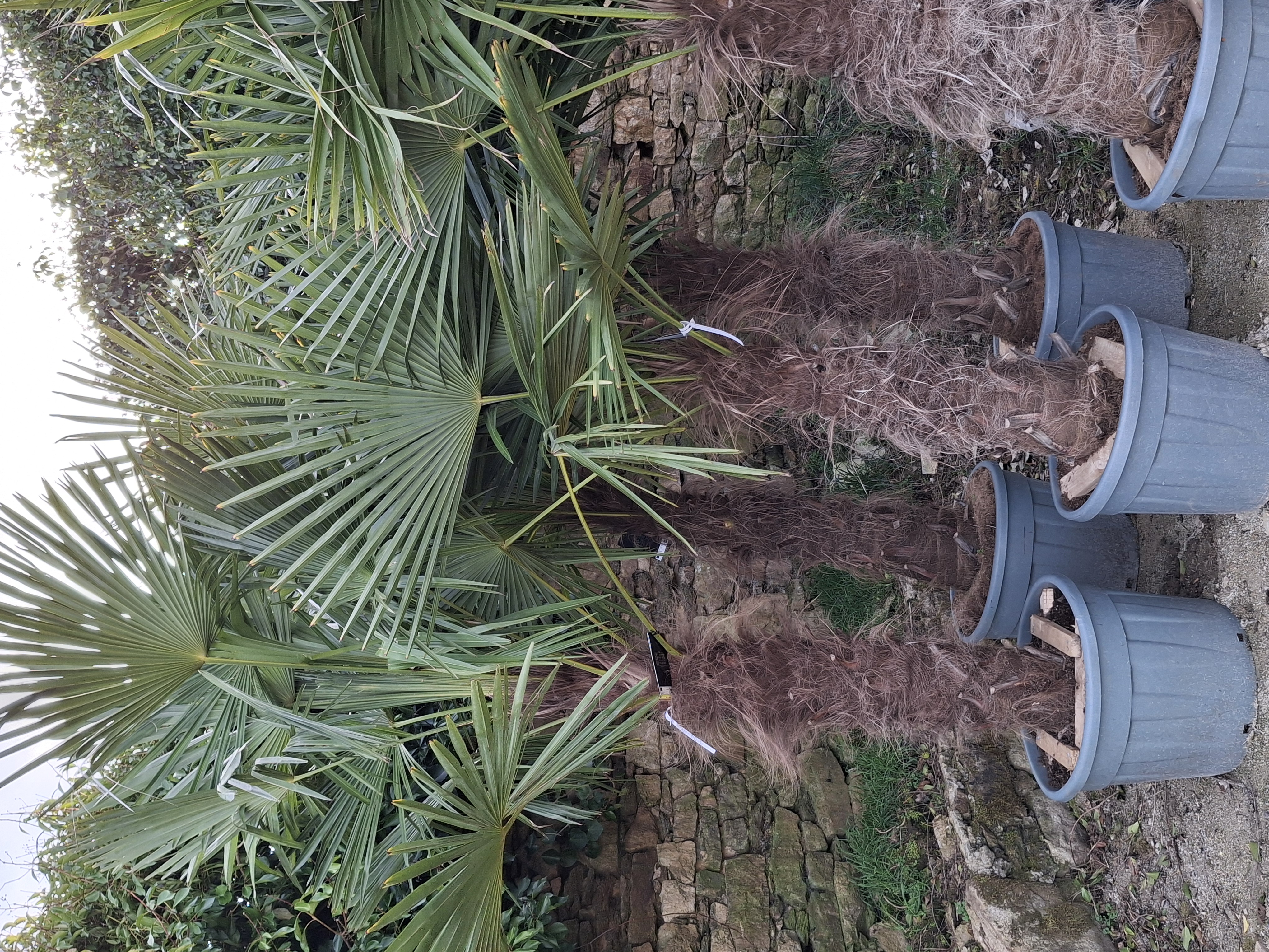 Trachycarpus fortunei hauteur 100/120 cm