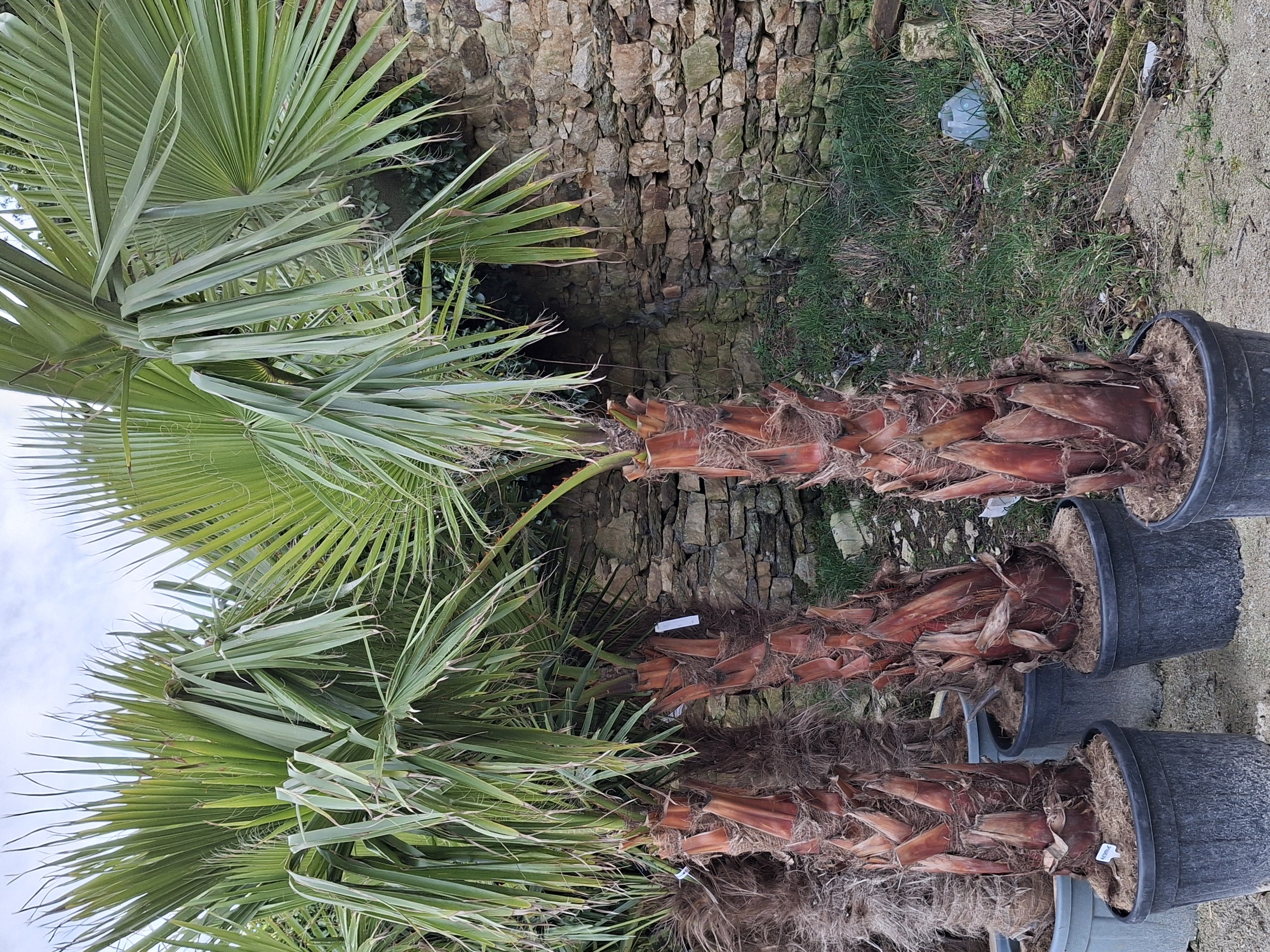 Washingtonia robusta 100/120 cm
