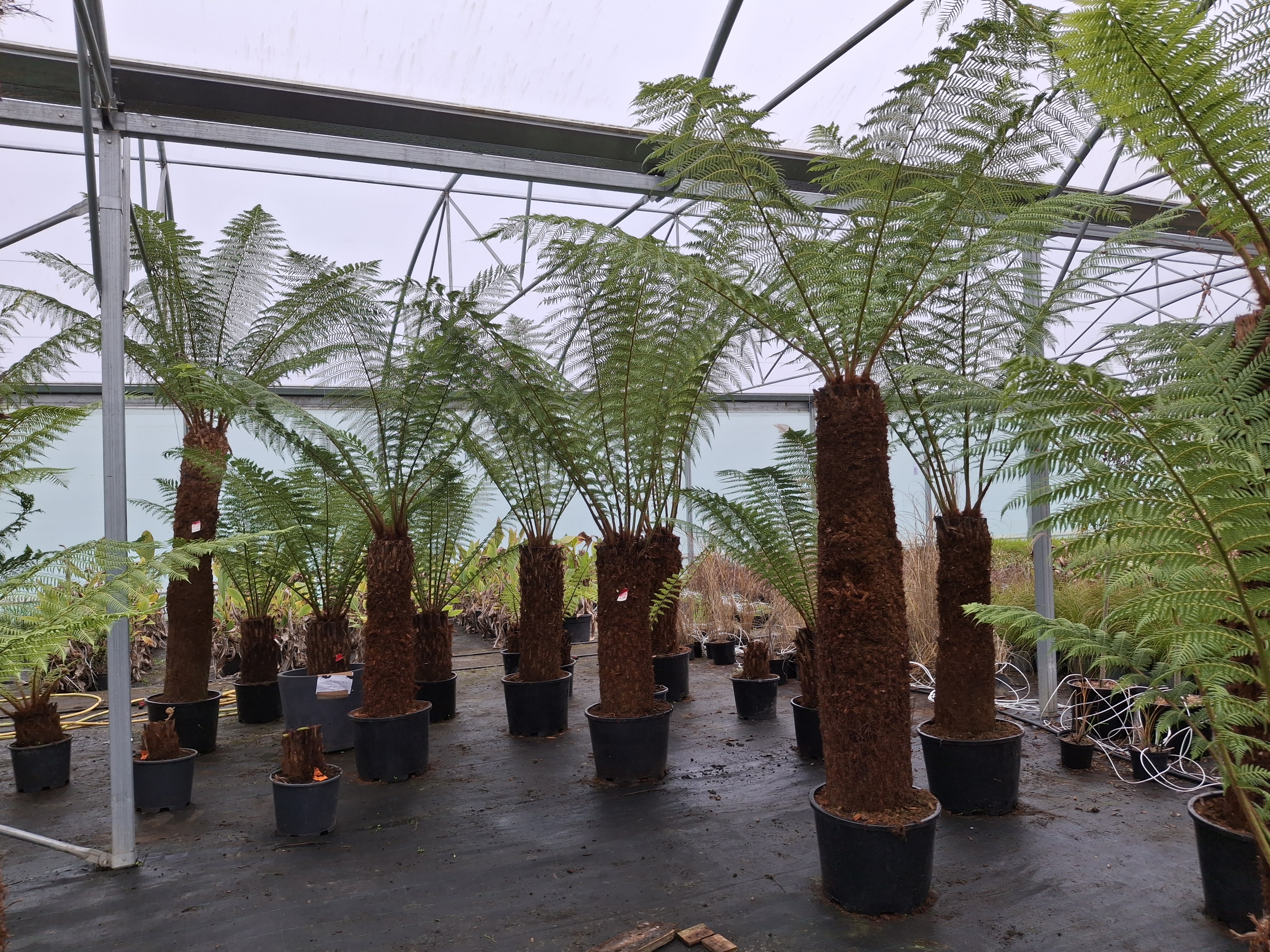 Fougère arborescente Dicksonia antartica