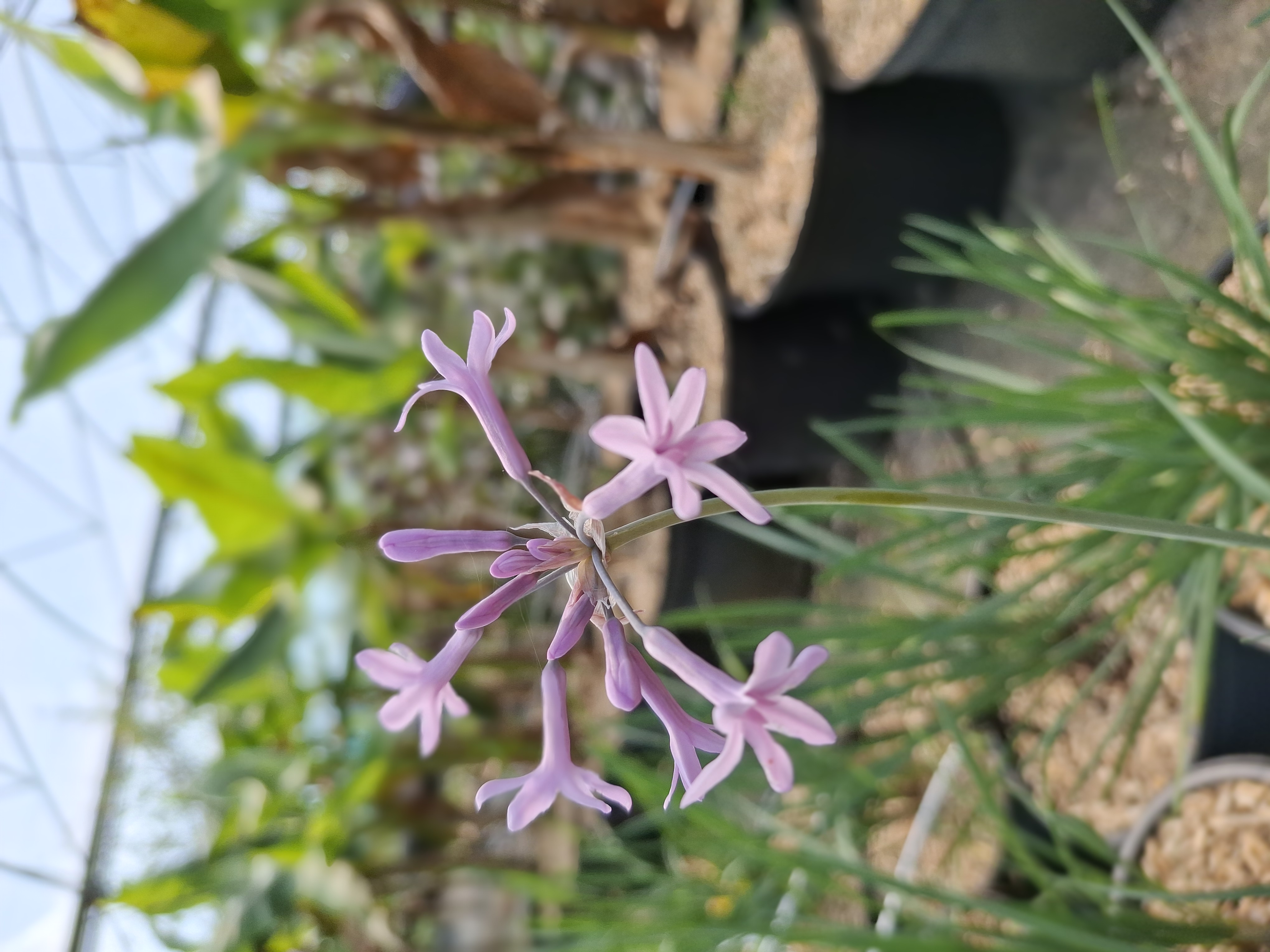 Tulbaghia violacea en pot de 5L