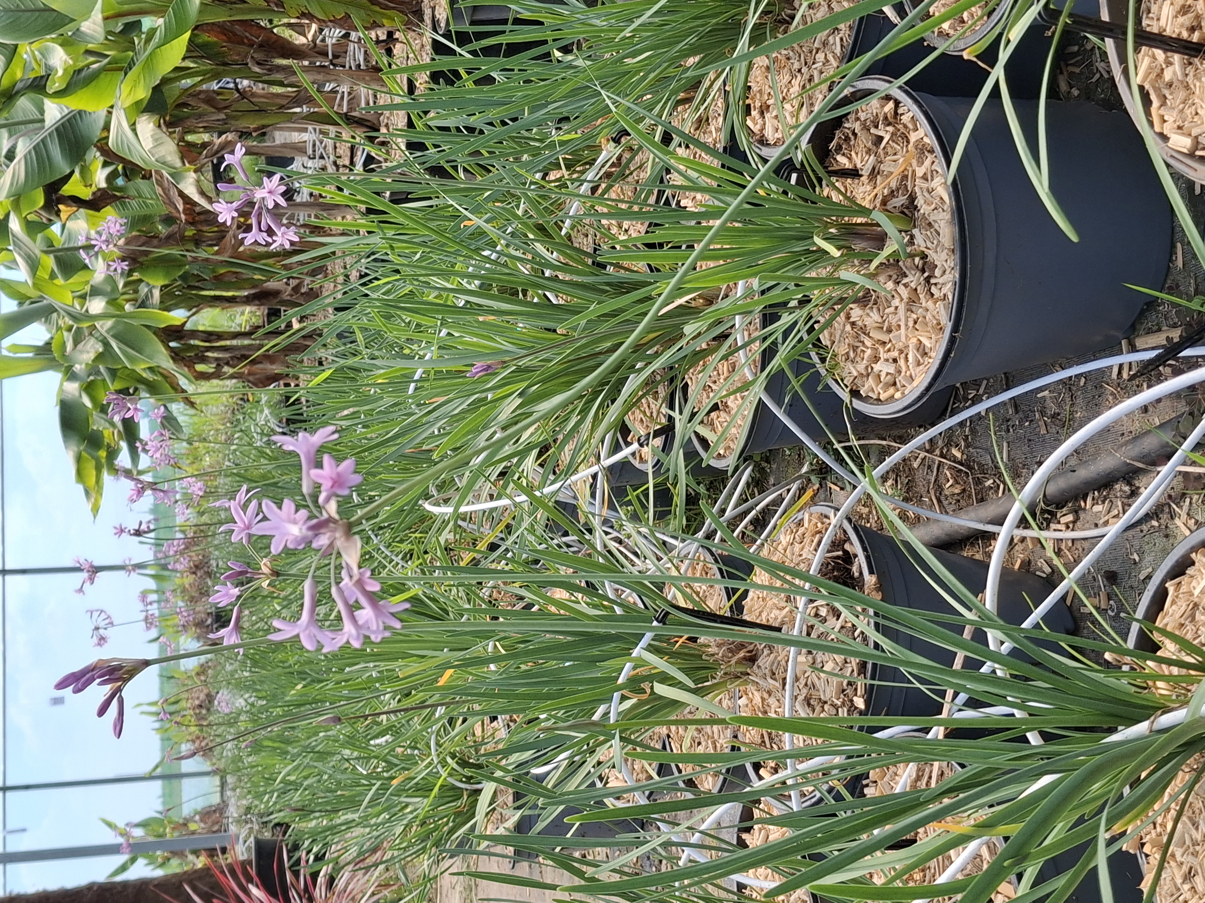 Tulbaghia violacea en pot de 5L