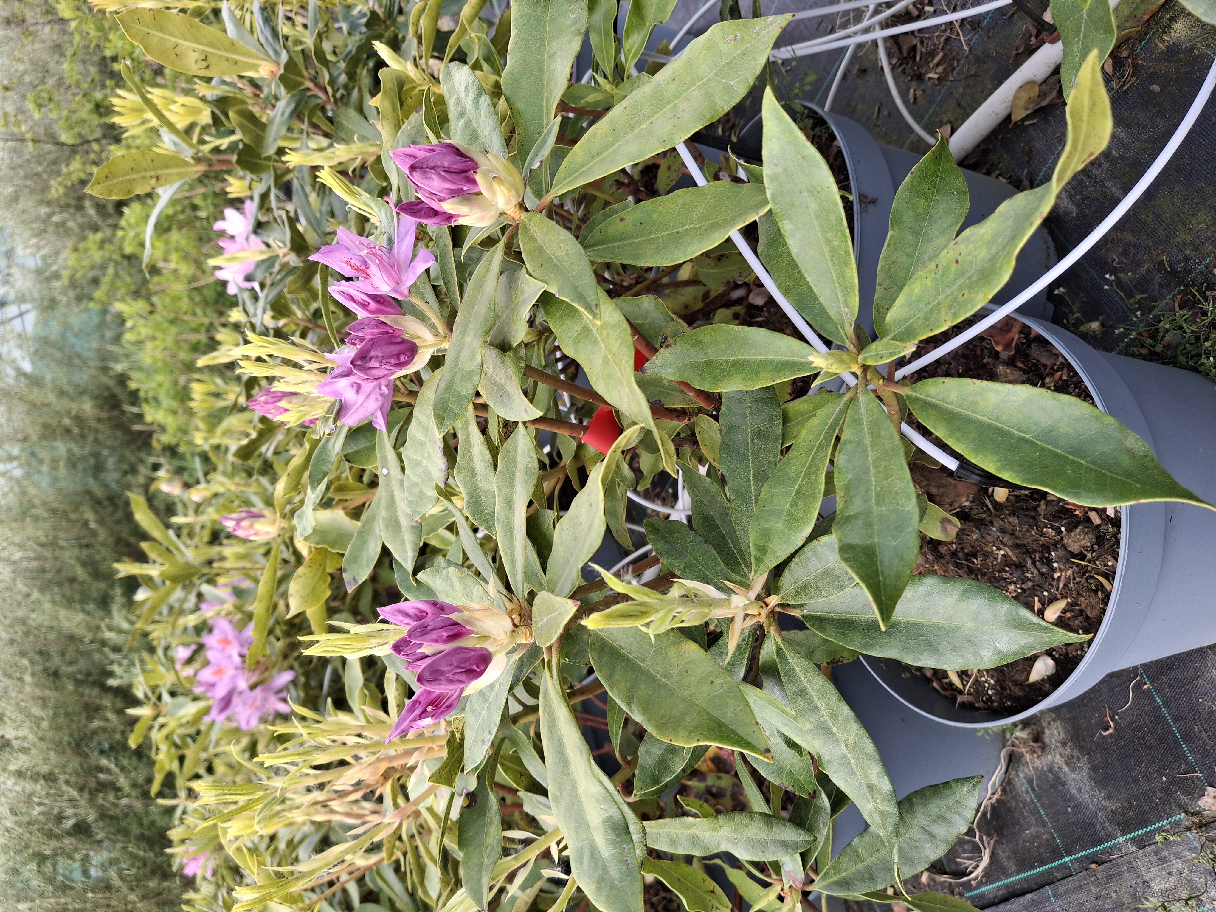 Rhododendron ponticum en pot de 7,5 litres