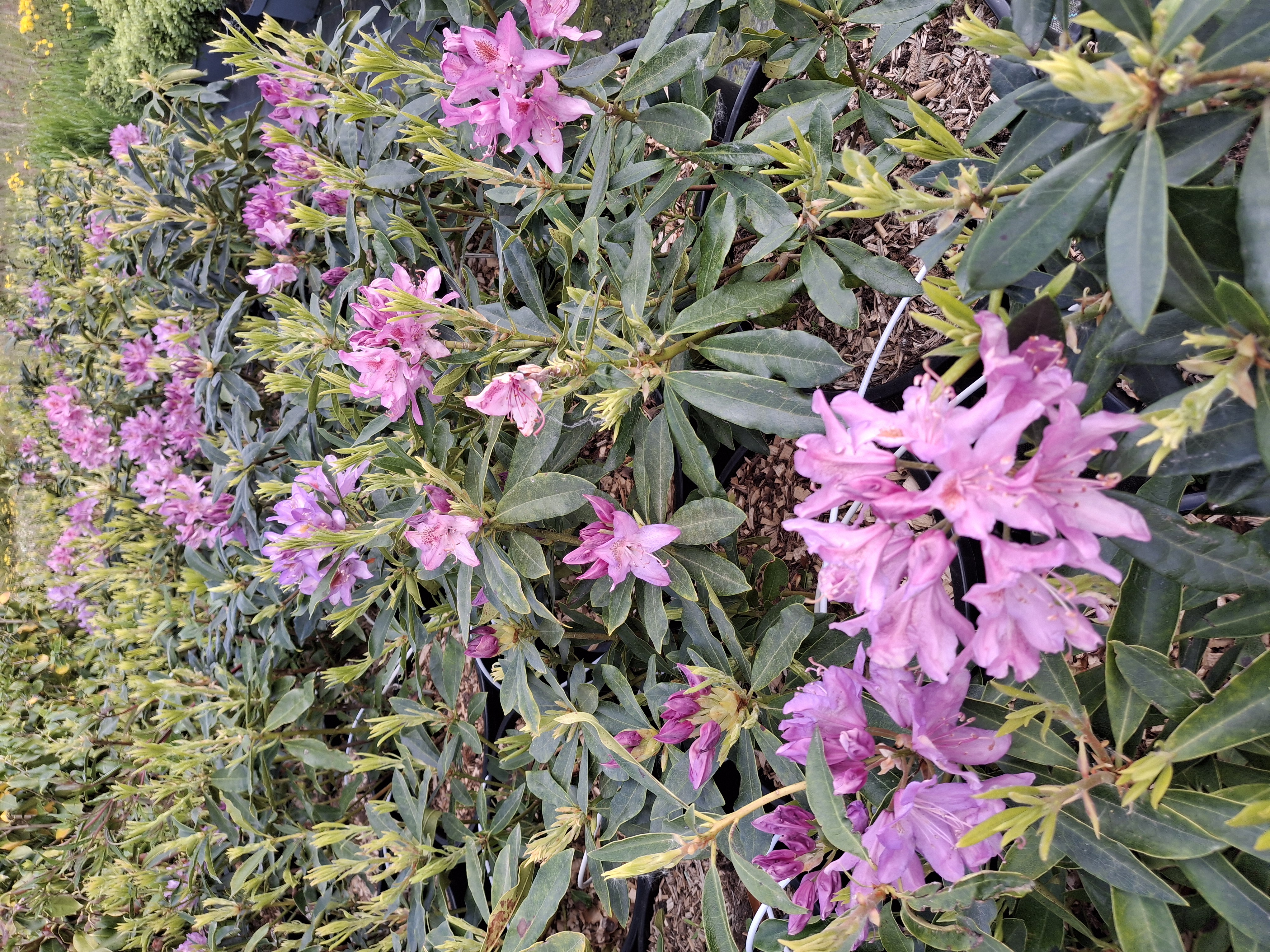 Rhododendron ponticum en pot de 7,5 litres