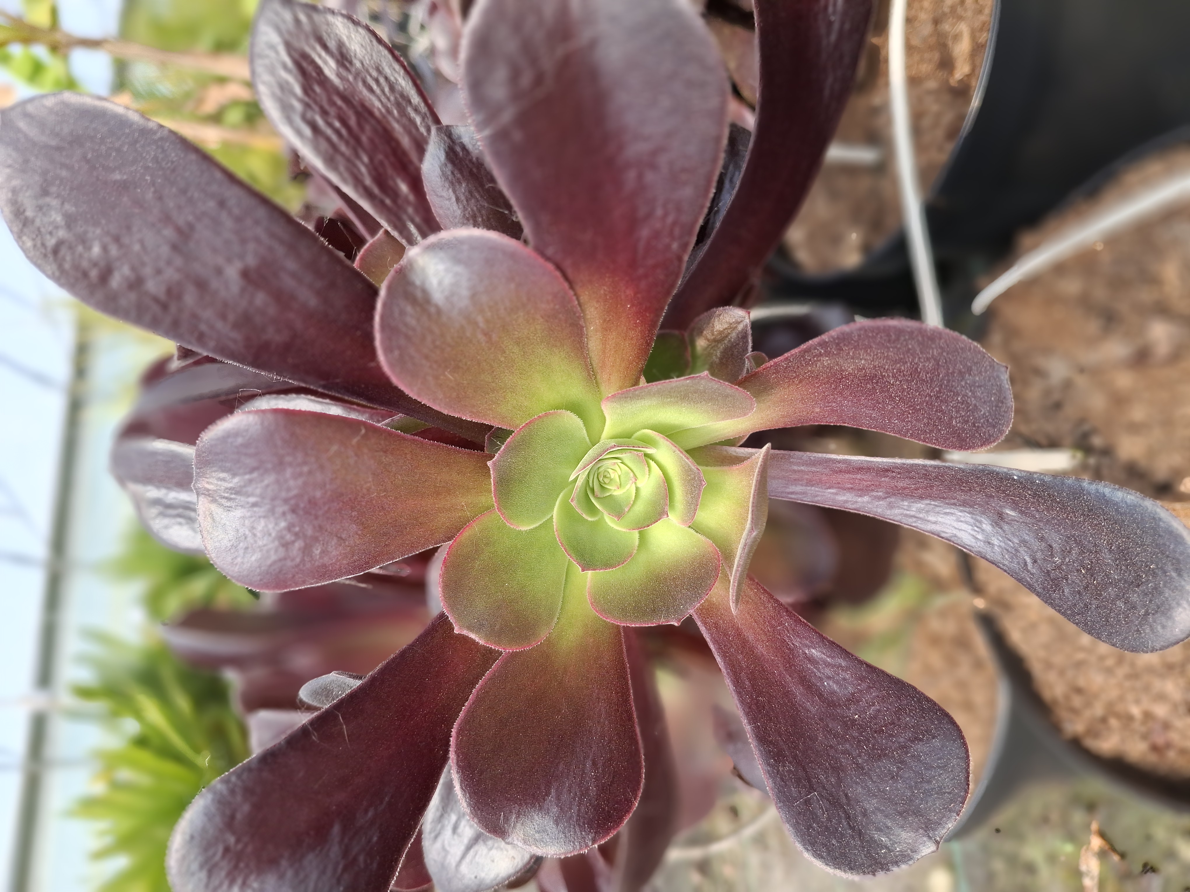 Aeonium atropurpureum en pot de 5 litres