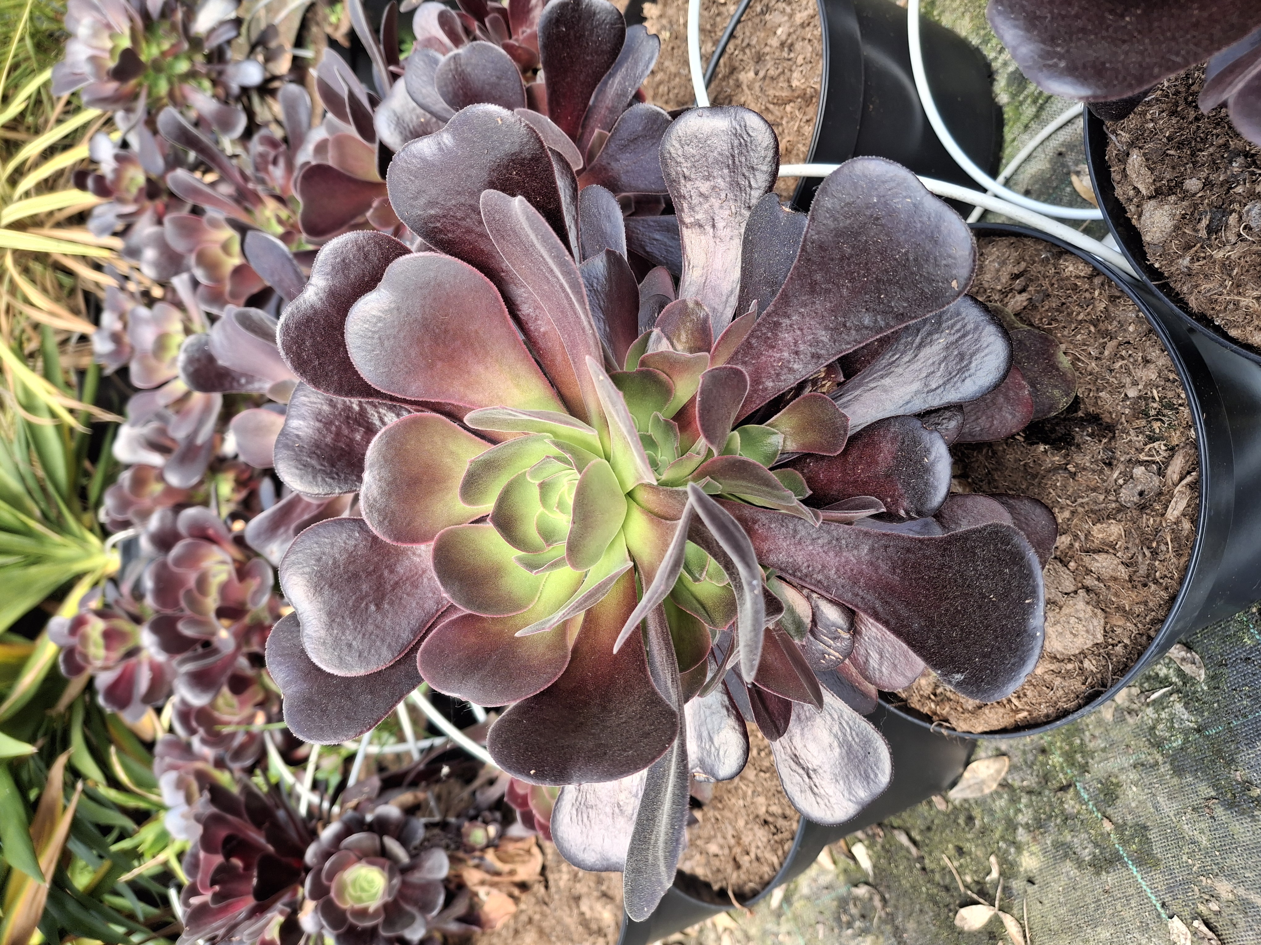 Aeonium atropurpureum en pot de 5 litres