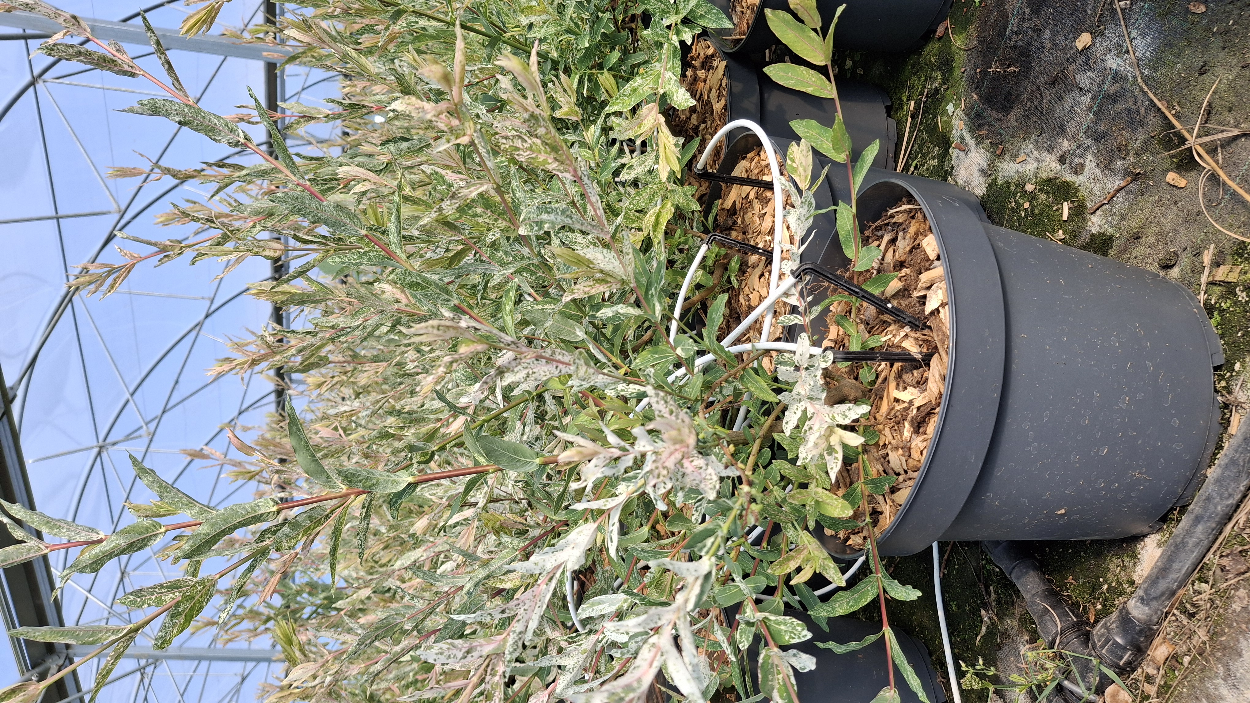 Saule crevette en pot de 7,5 litres