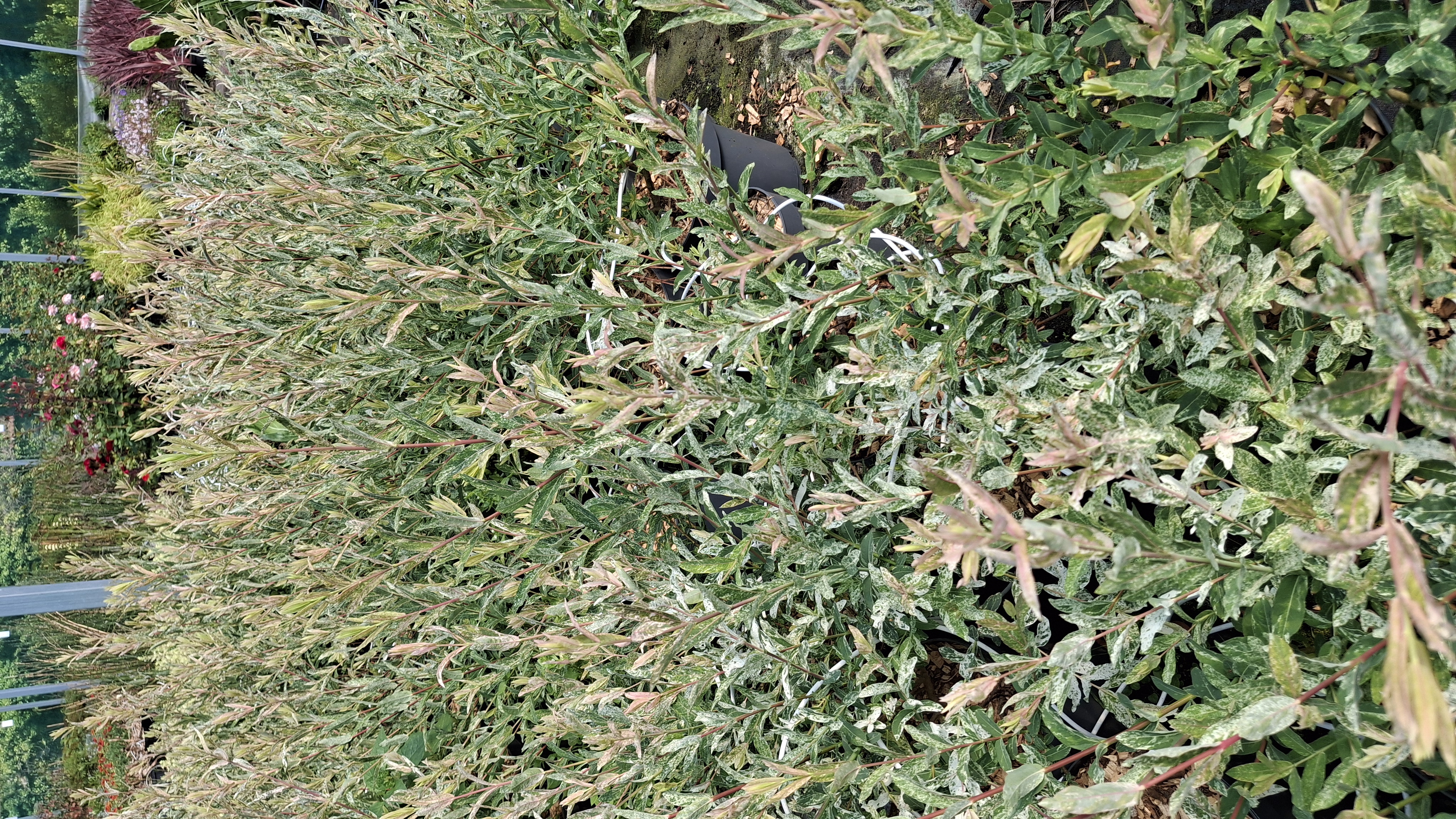 Saule crevette en pot de 7,5 litres