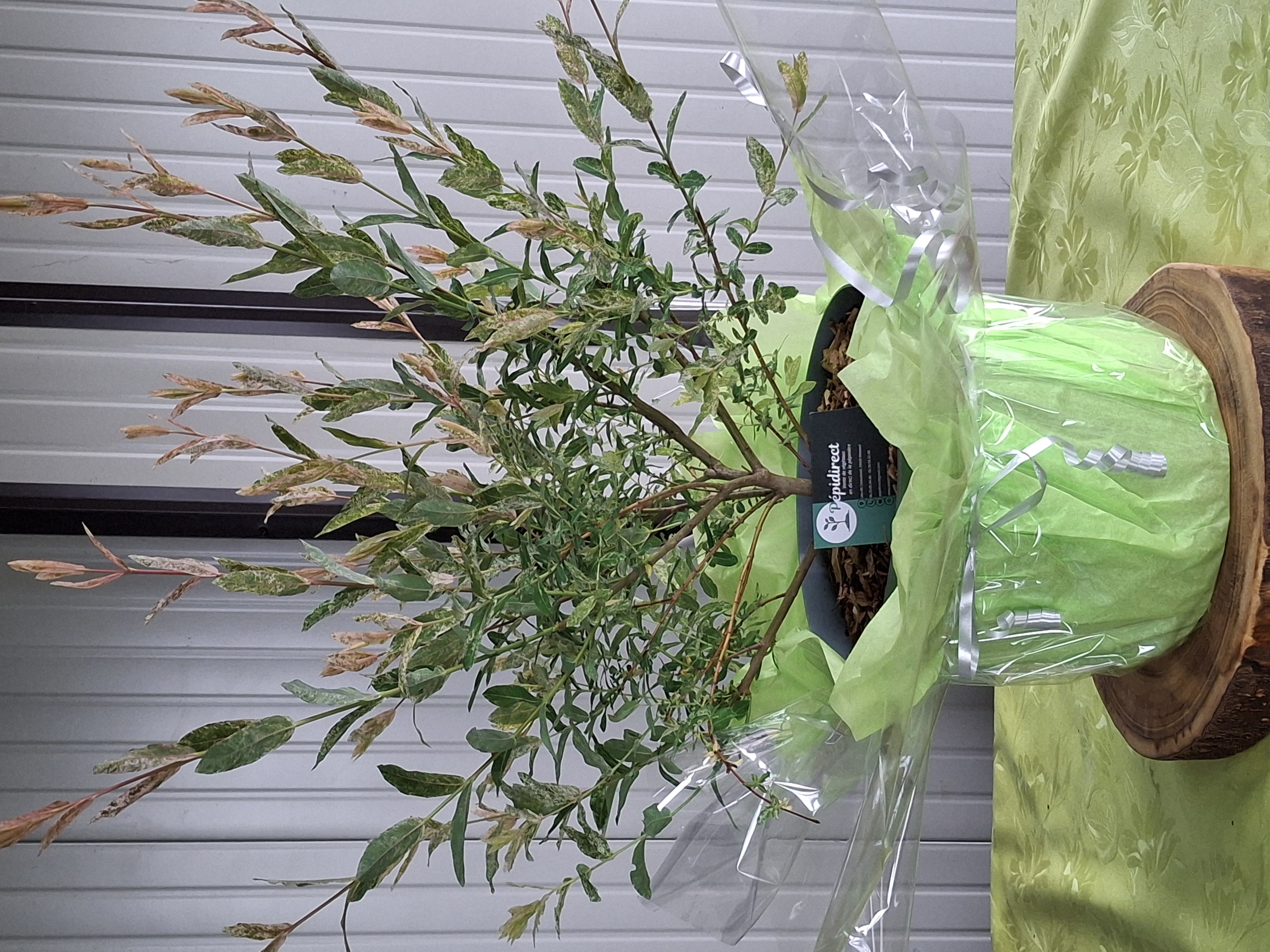 Saule crevette en pot de 7,5 litres