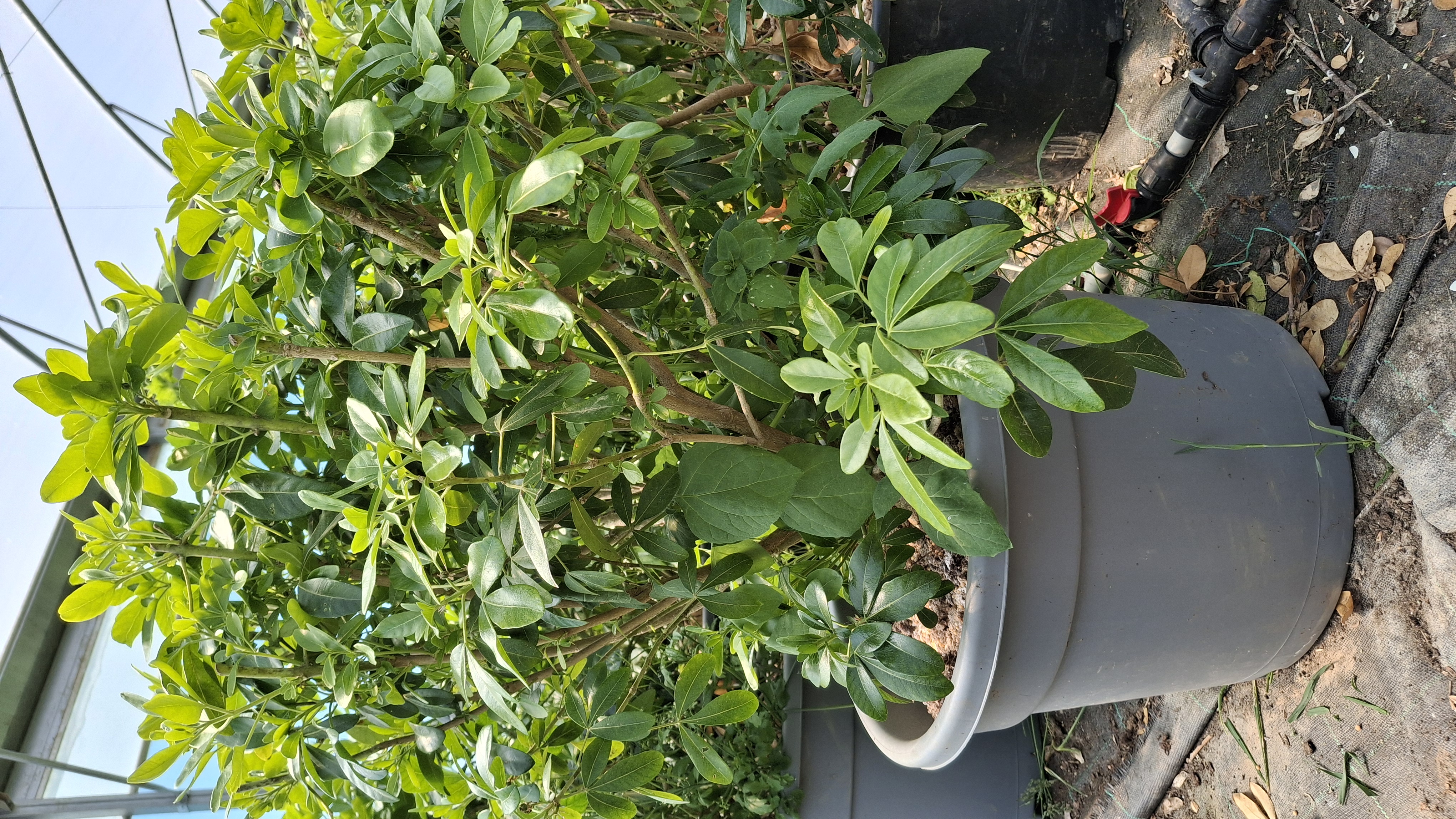 Oranger du Mexique en pot de 25 L