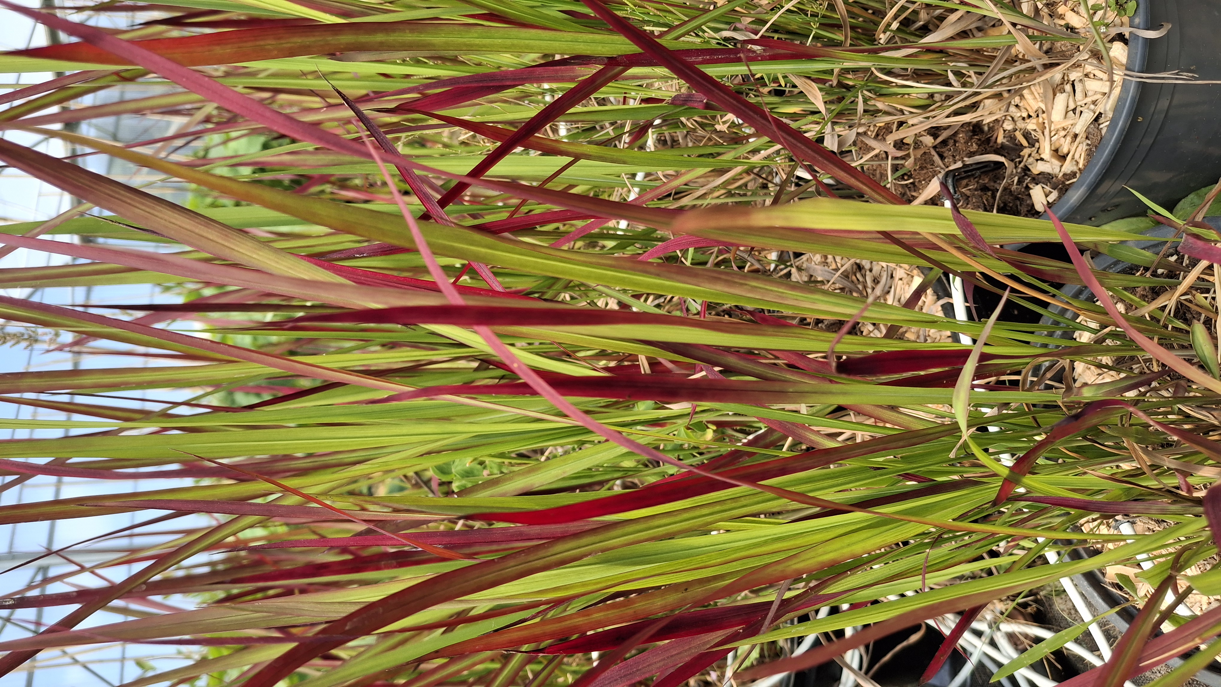 Imperata cylindra 'Red Baron' en pot de 5L