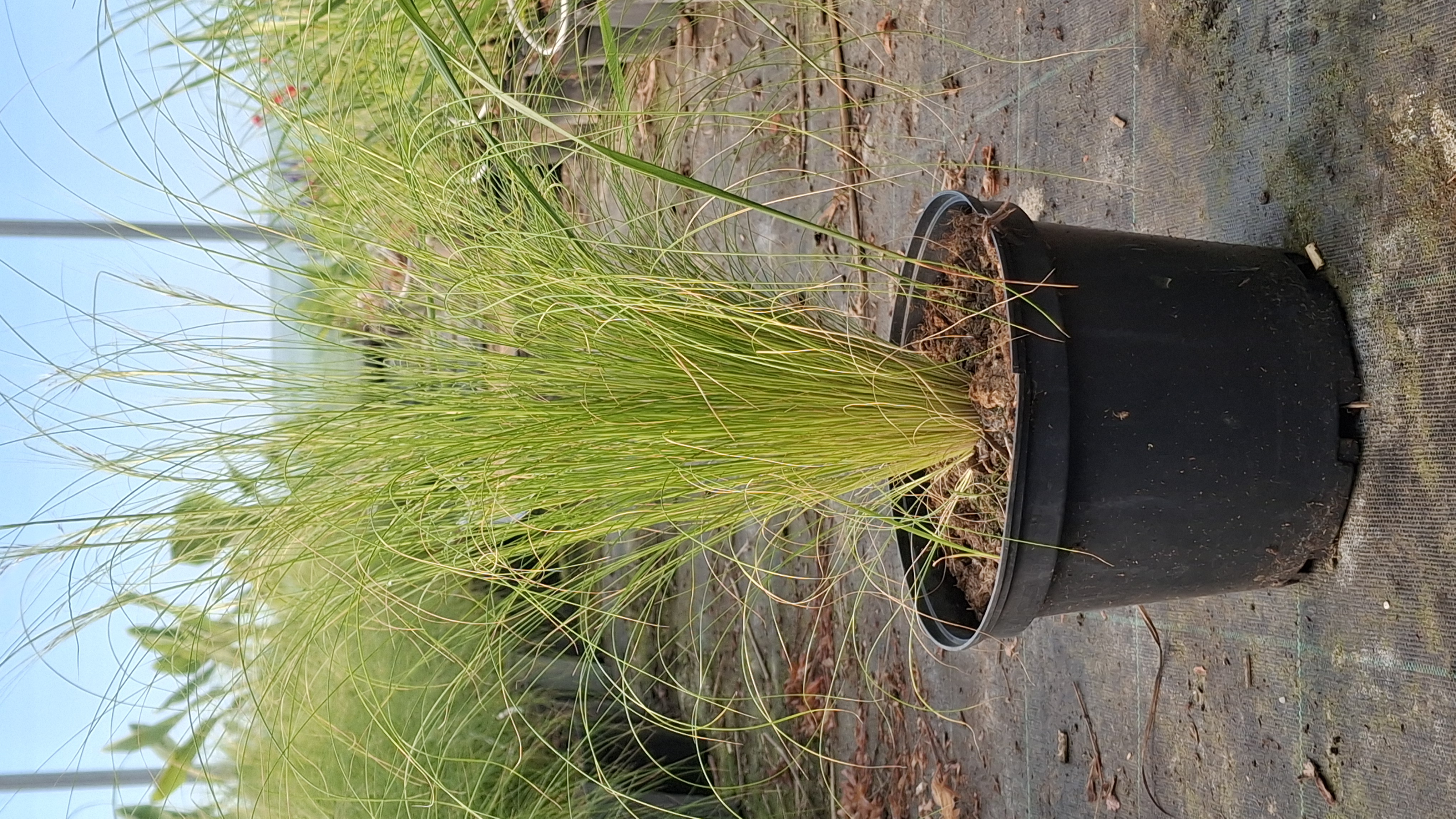 Stipa tenuissima 'Pony Tails' en pot de 3 litres