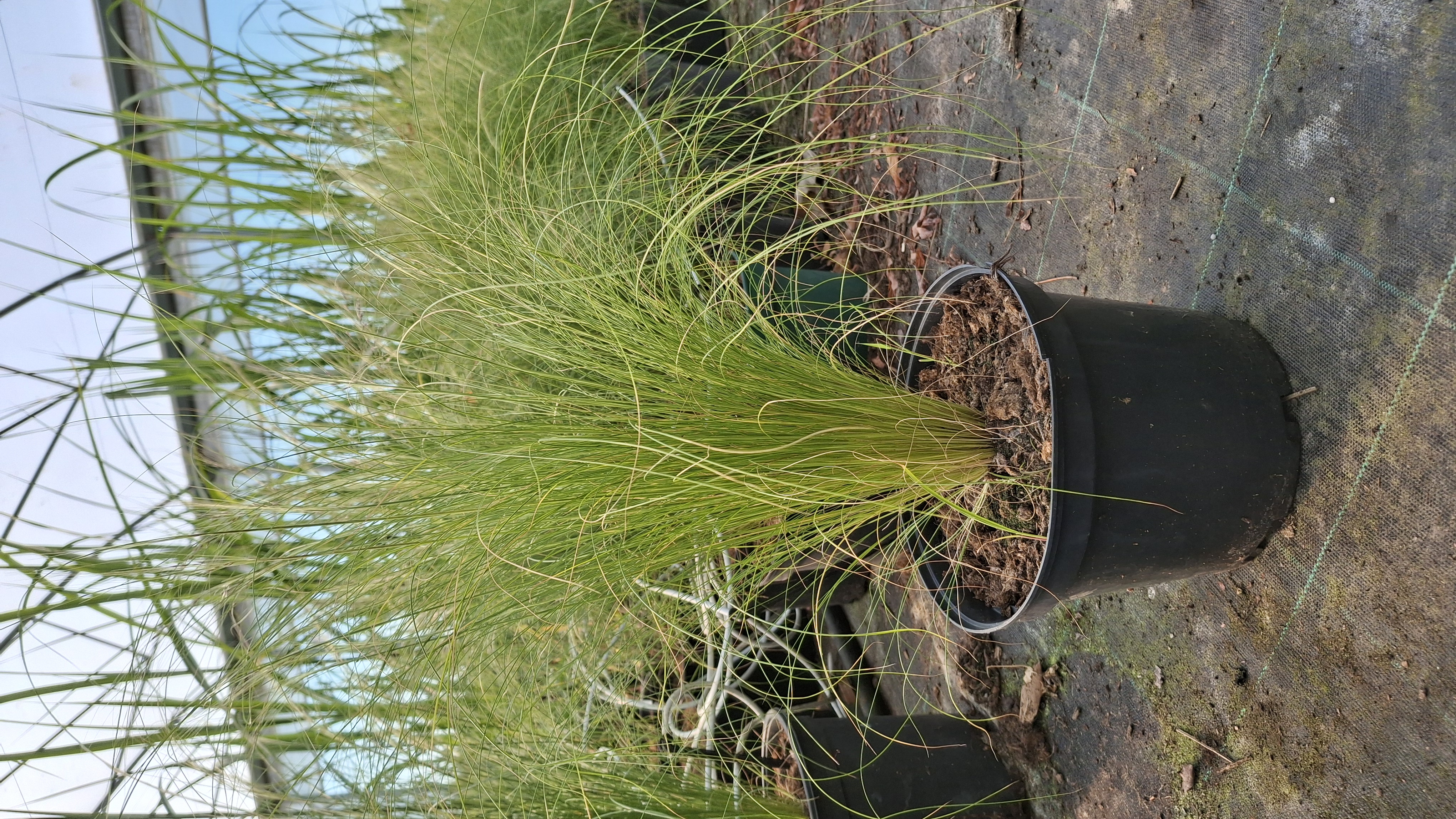 Stipa tenuissima 'Pony Tails' en pot de 3 litres