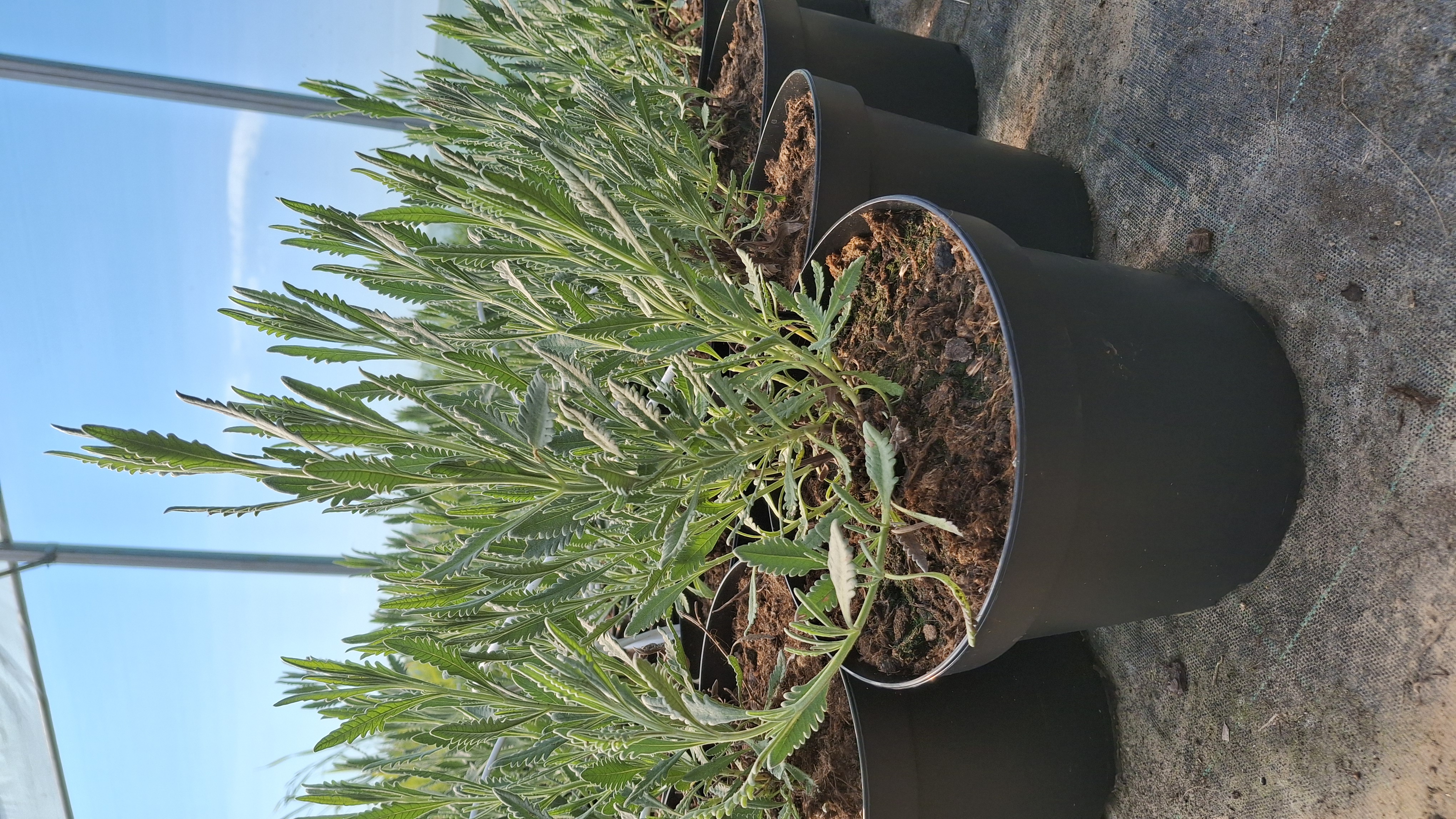 Lavande allardii en pot de 5 litres