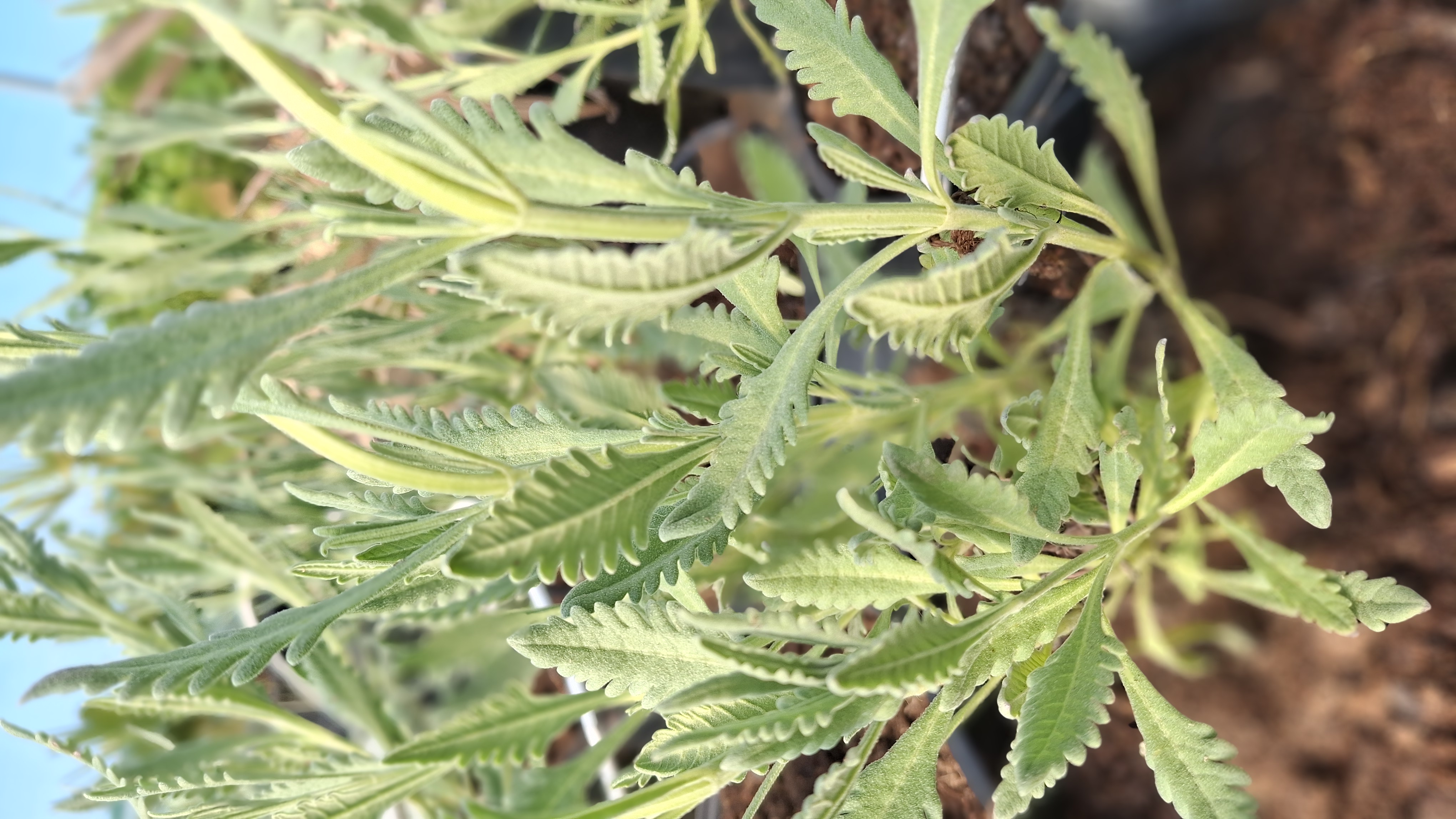 Lavande allardii en pot de 5 litres
