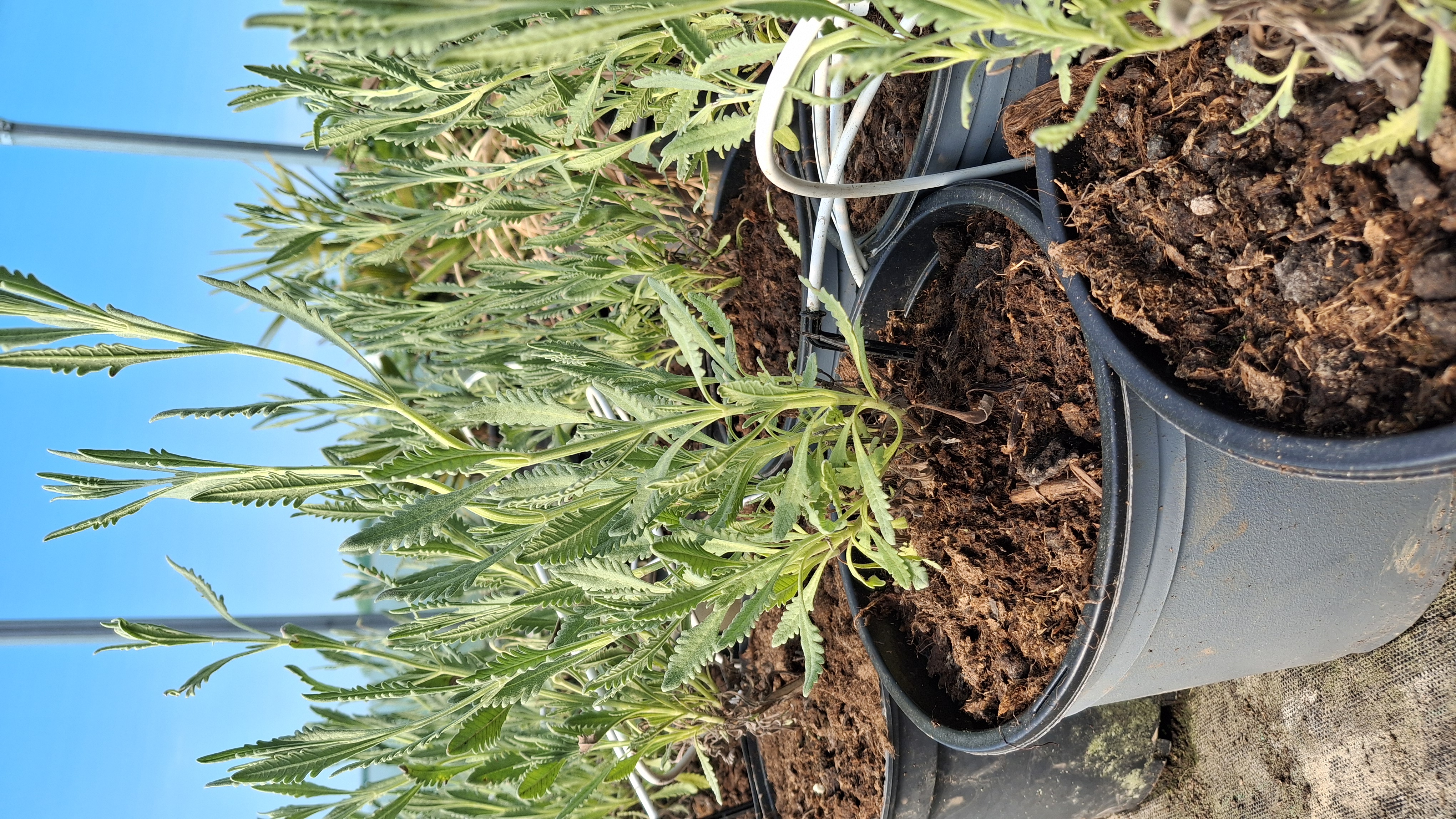Lavande allardii en pot de 5 litres