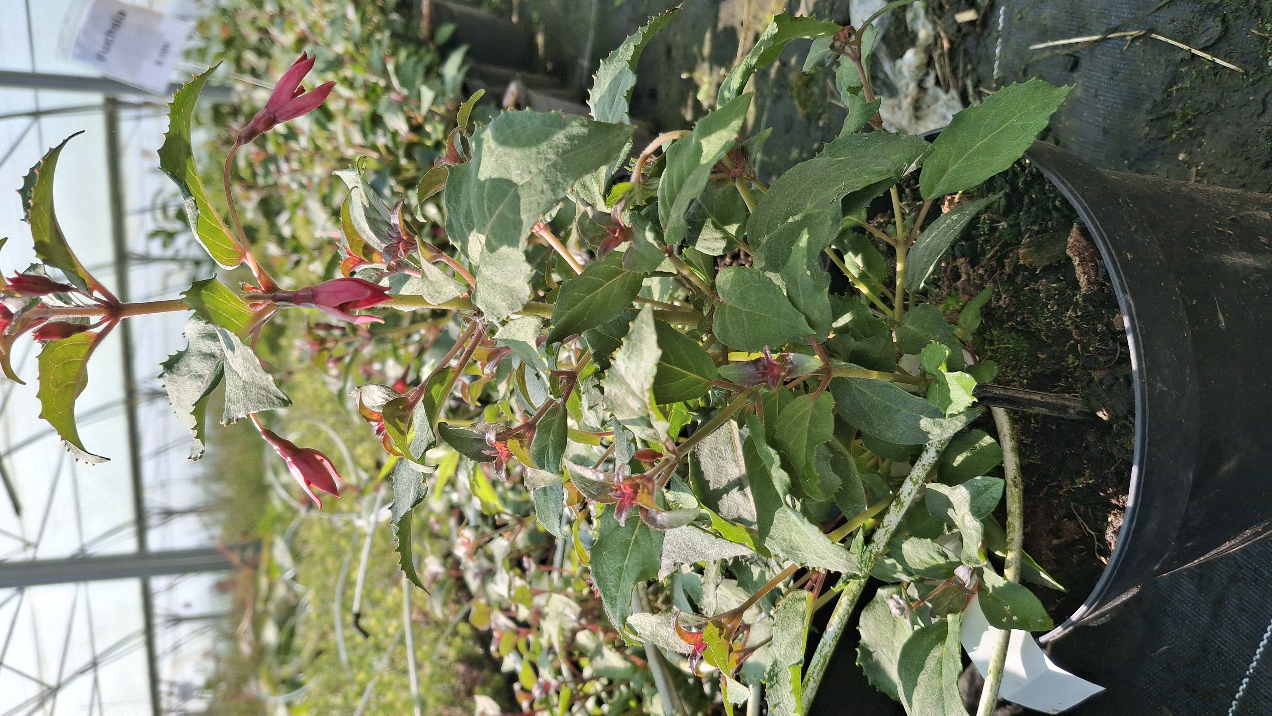 Fuchsia schrimp cocktail en pot de 3 litres
